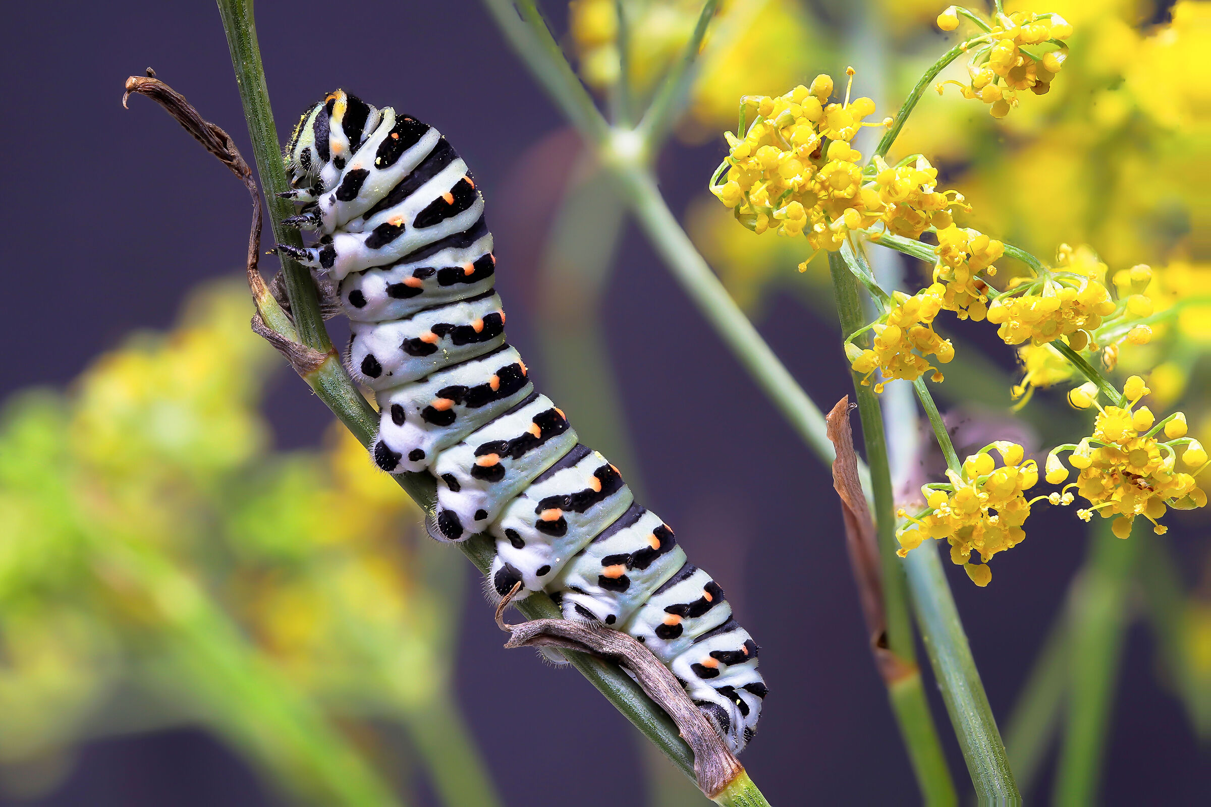 Papilio machaon caterpillar