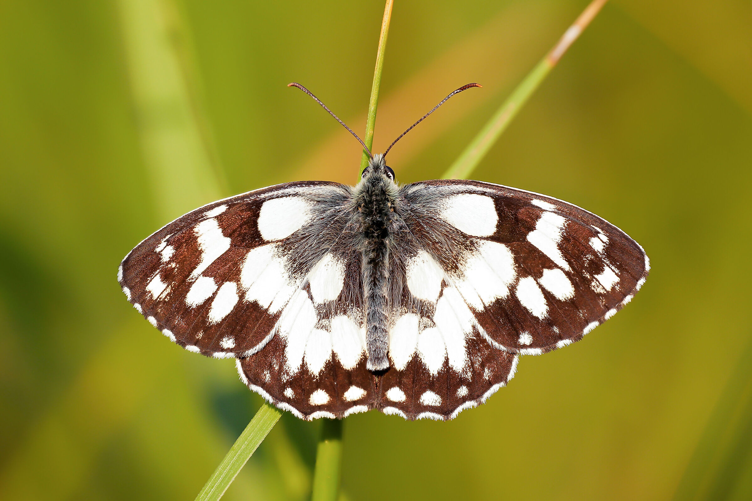 Melanargia galathea