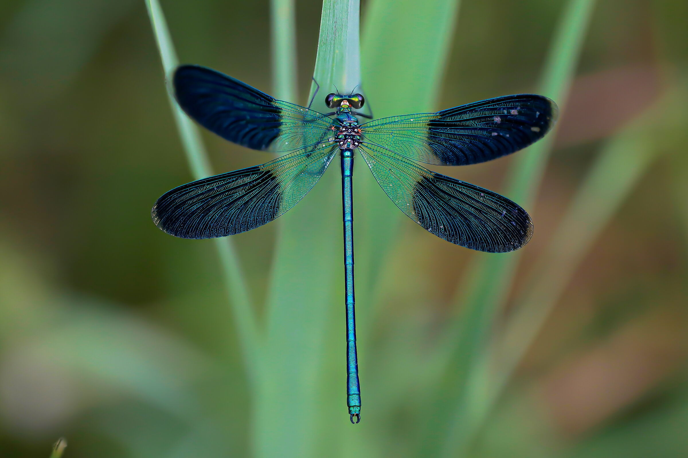 Calopteryx splendens