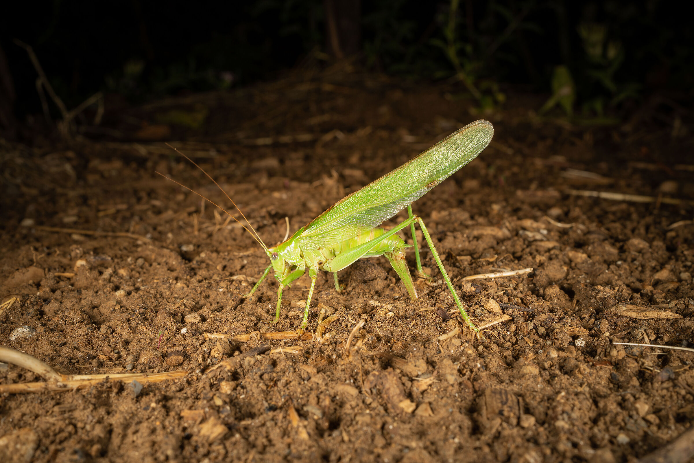 Tettigonia viridissima che depone le uova