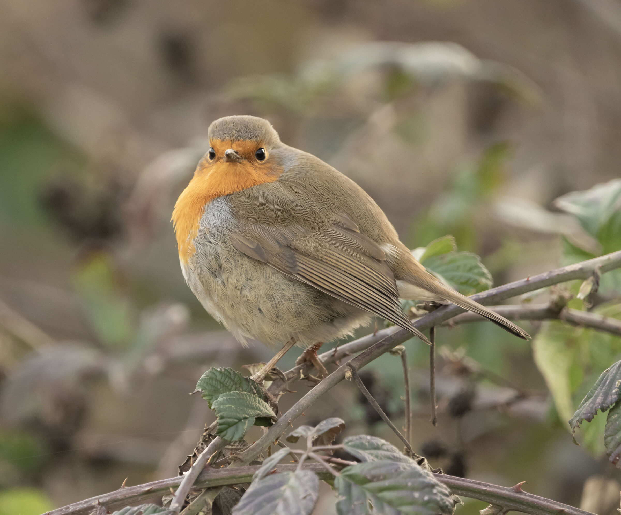 European robin male Oasi Lipu 12/01/2023