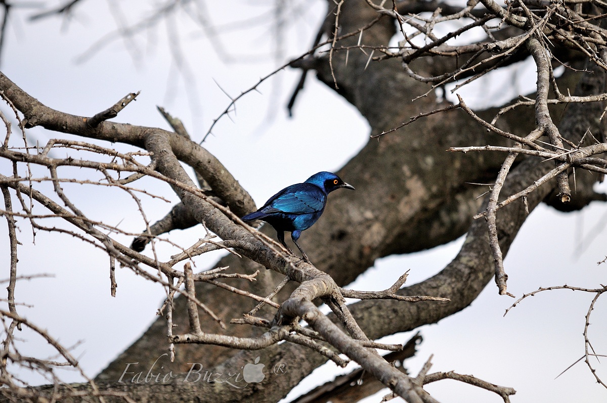 blue bird