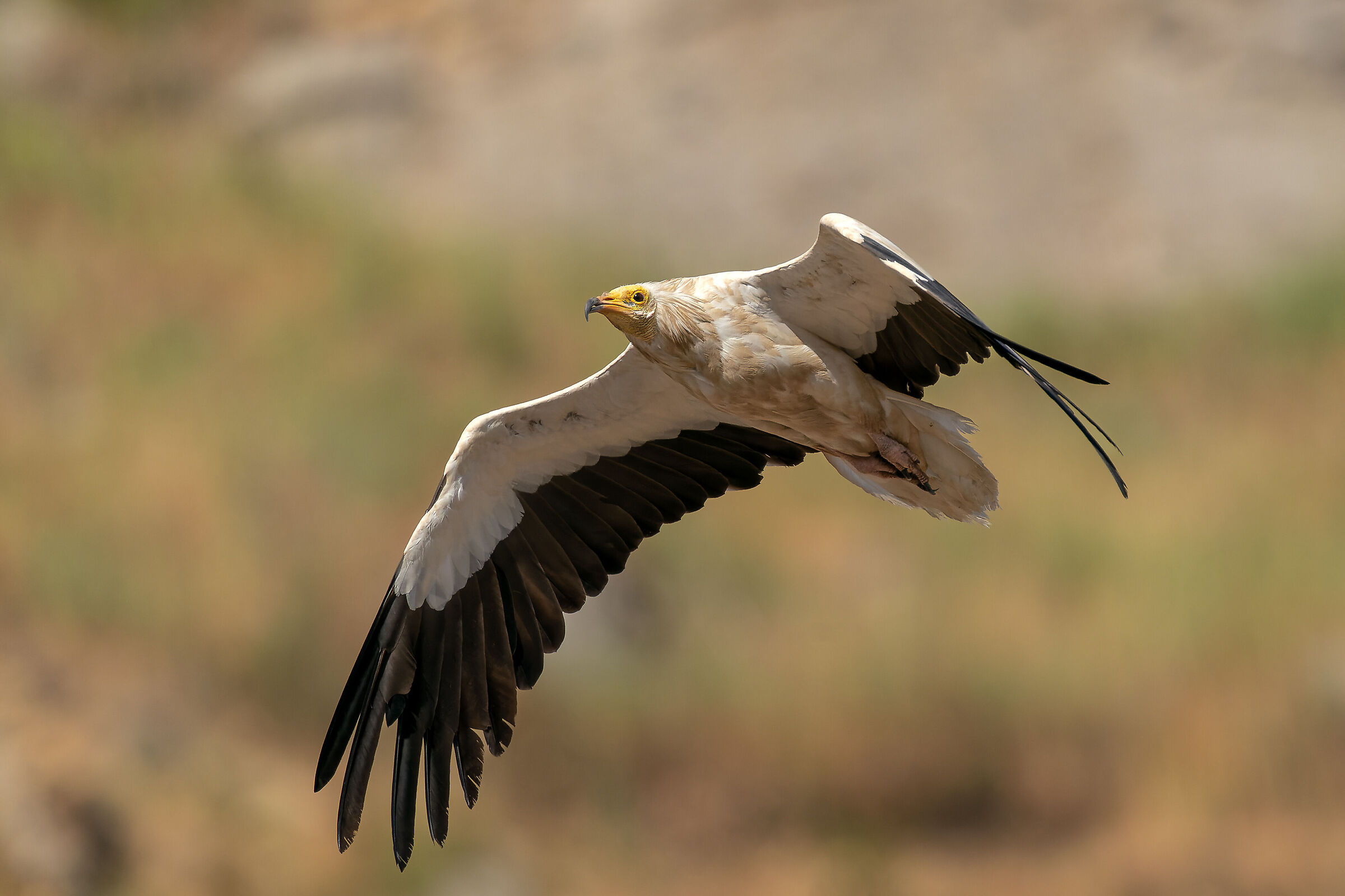 White scavenger vulture