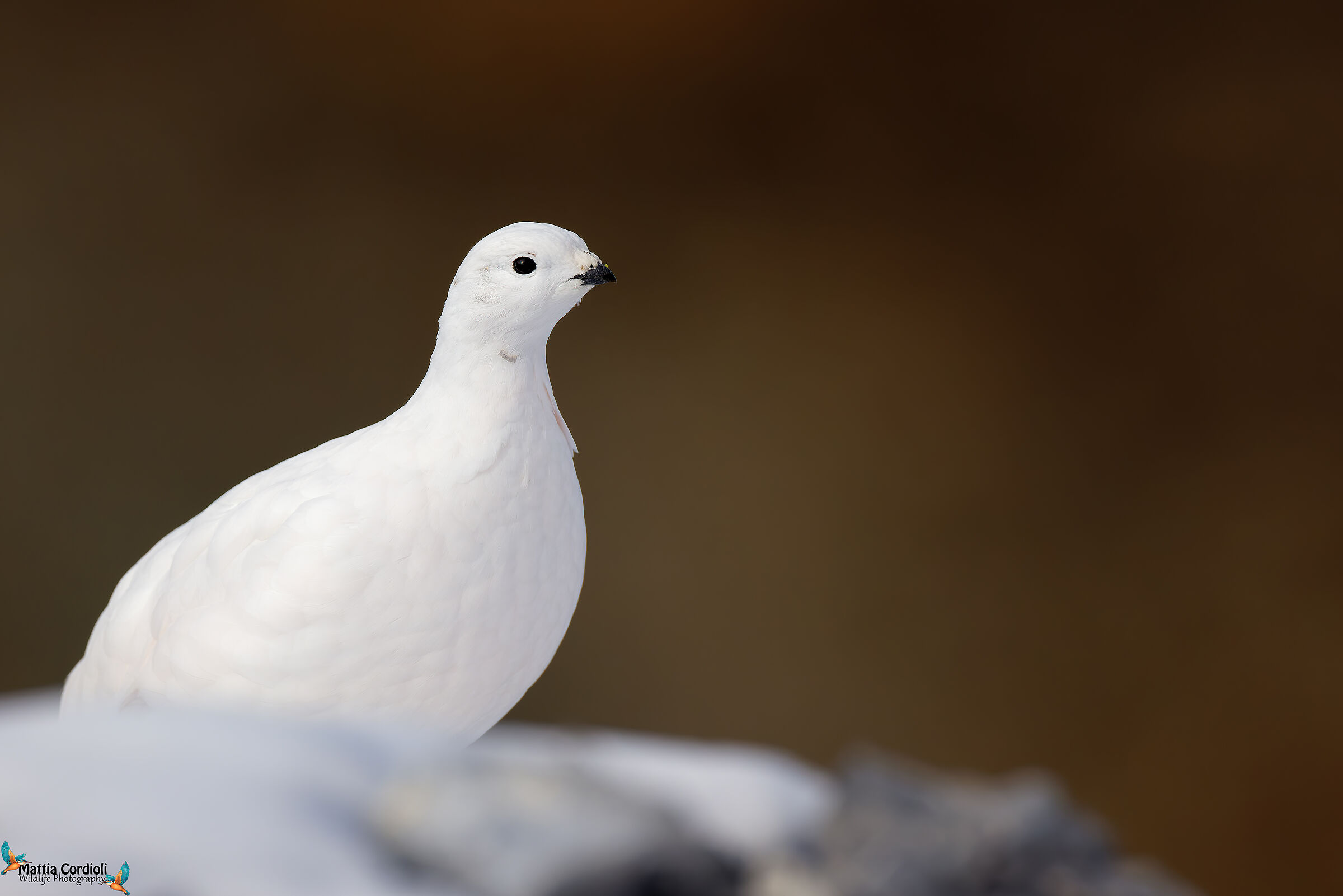 lady white