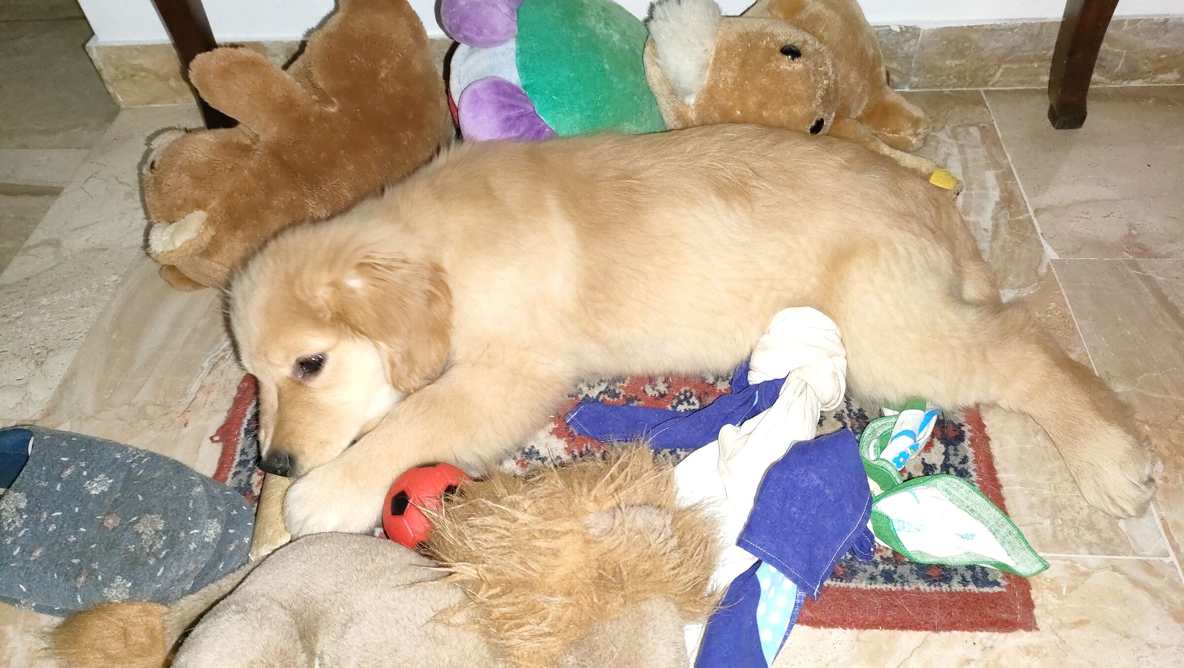 A soft toy ... among the soft toys