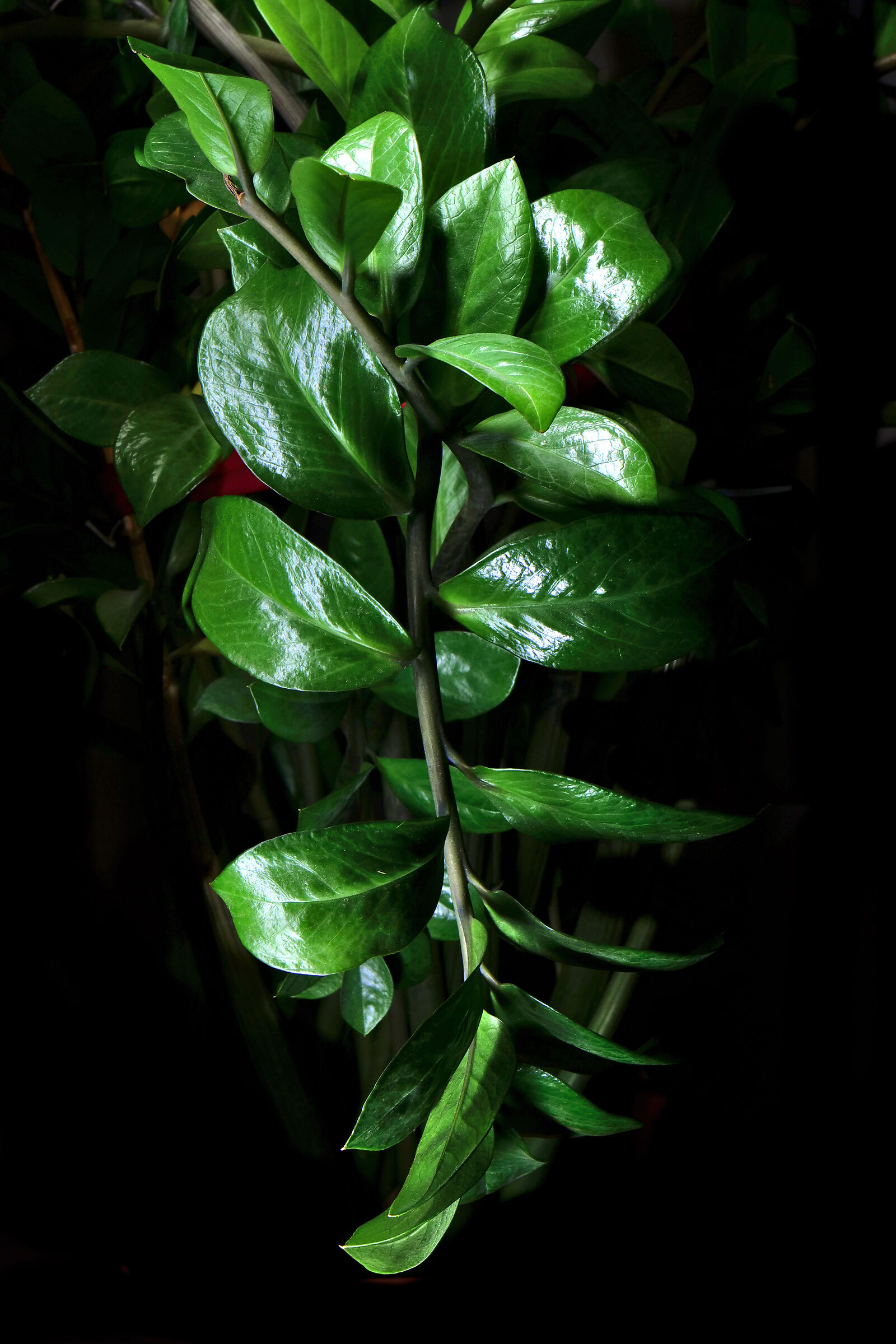 Zamioculcas