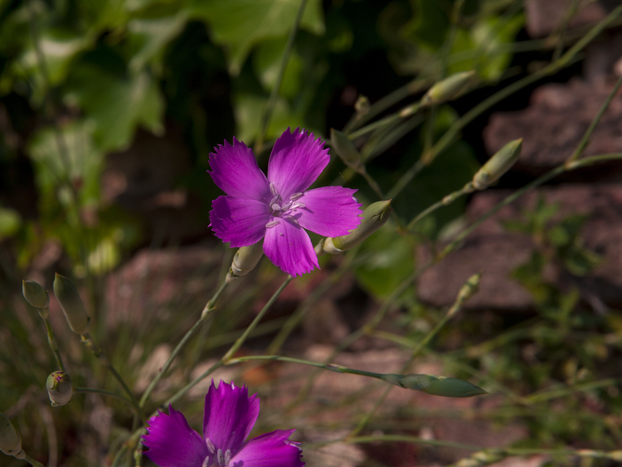 Dianthus deltoides L. (lesser carnation)