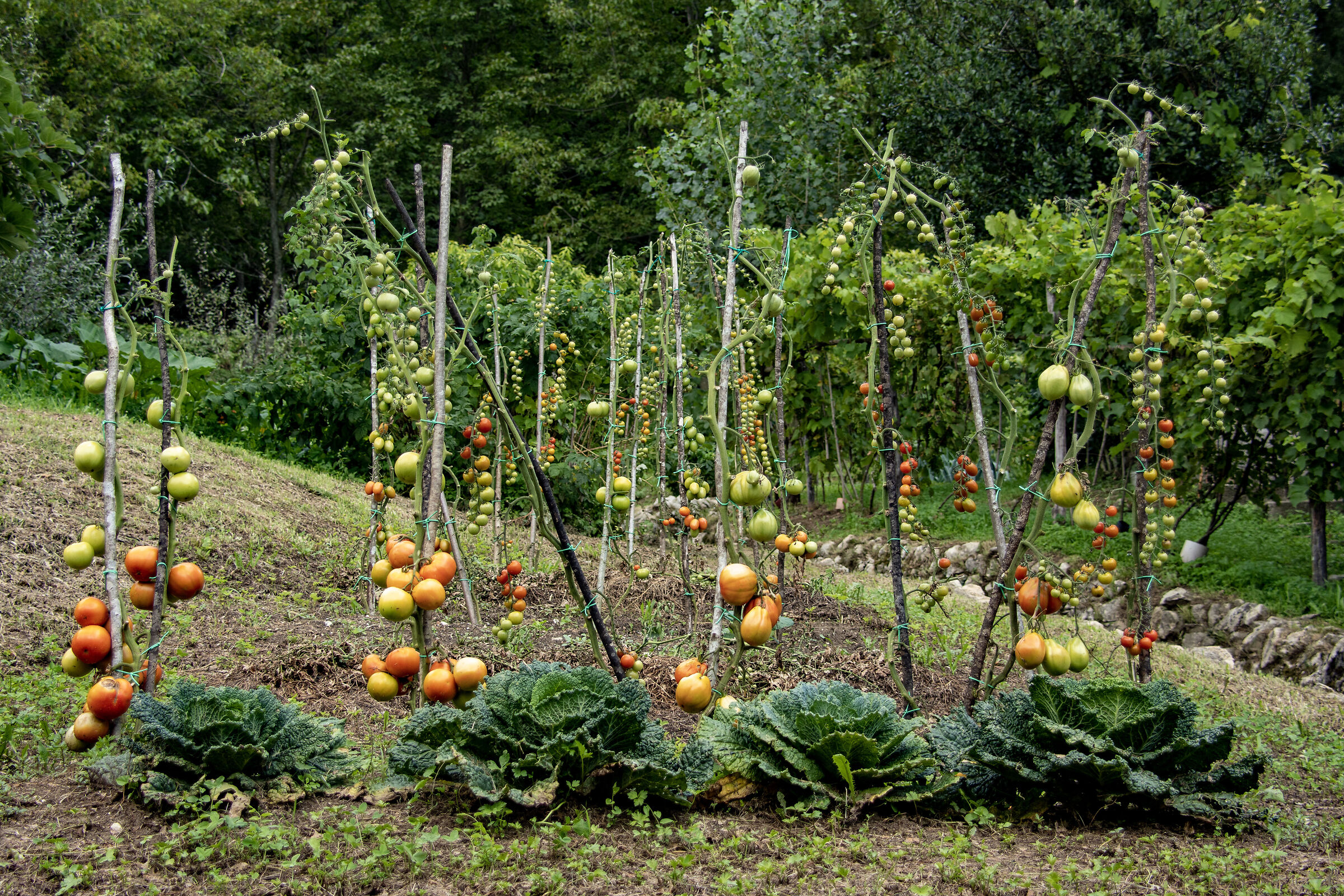 The vegetable garden