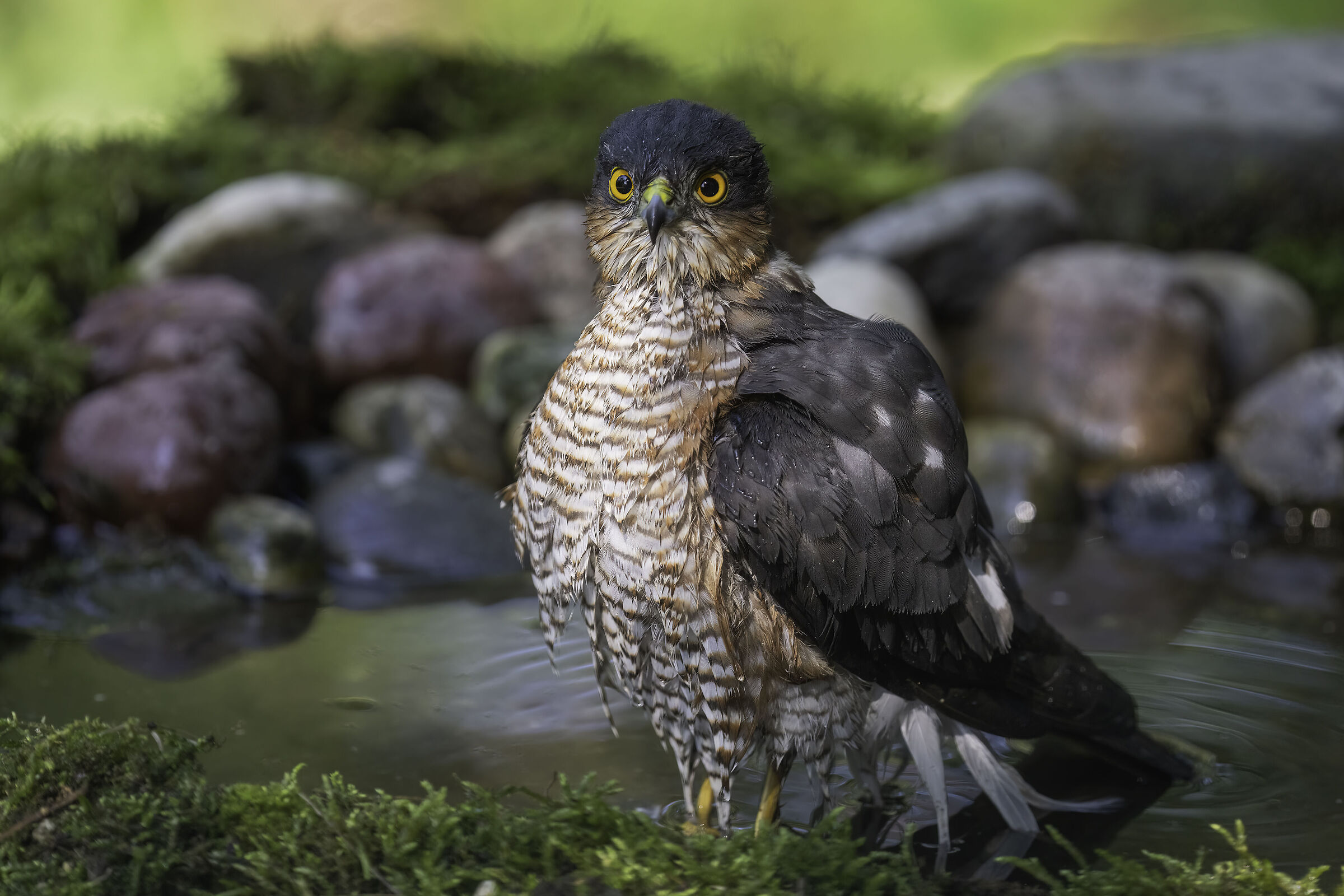 Sparrowhawk