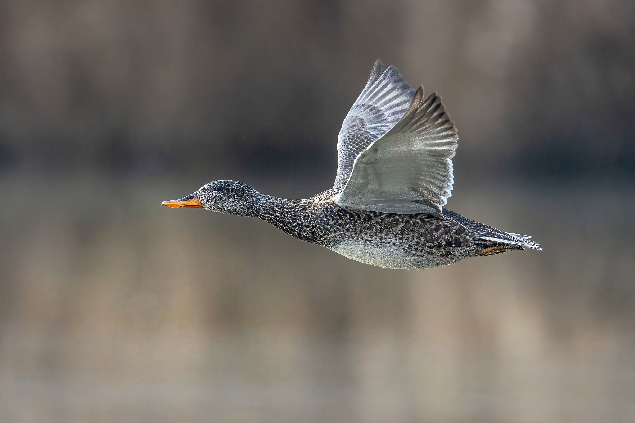 Canapiglia (Mareca strepera)