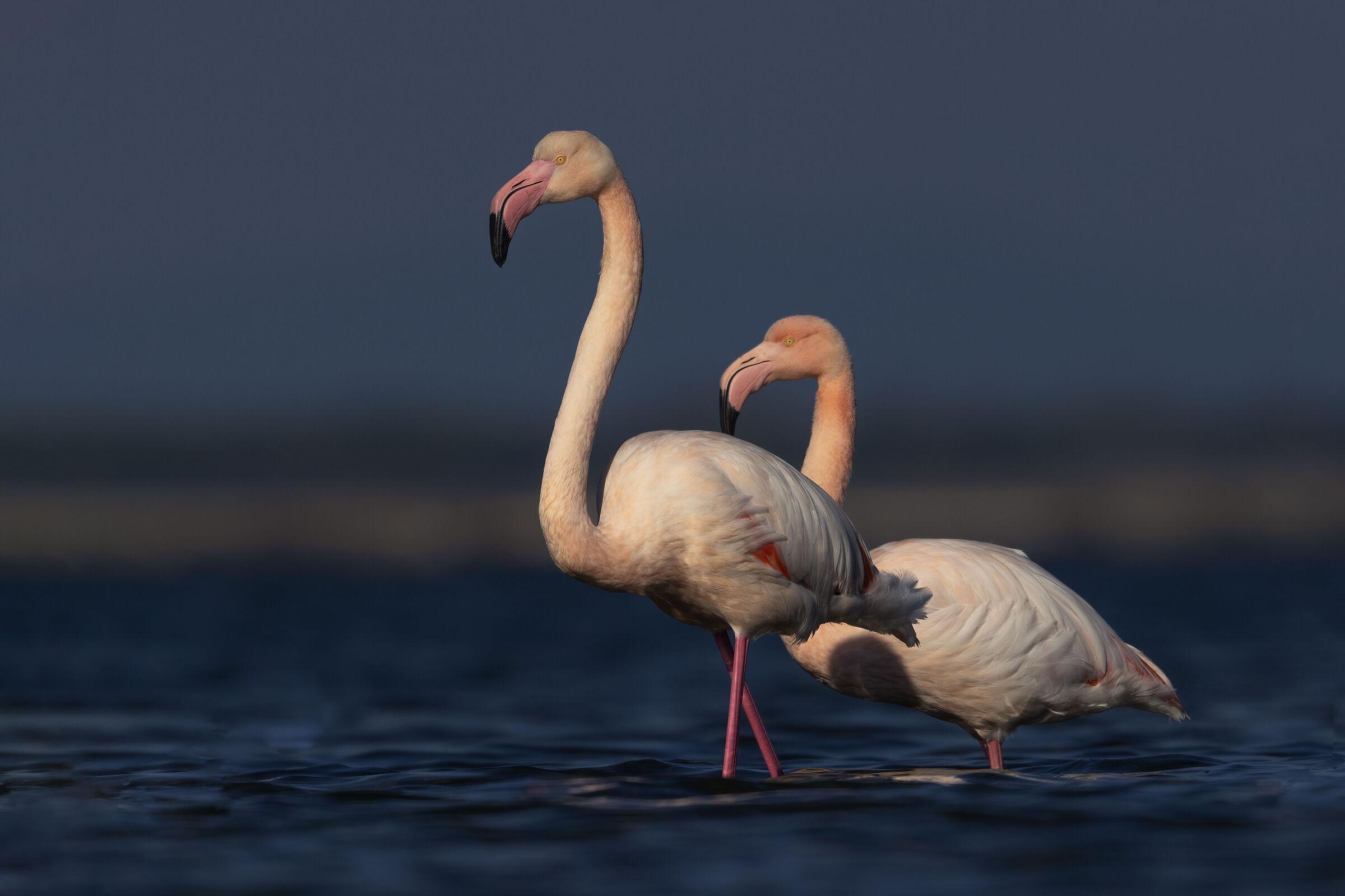 Tempo di fenicotteri