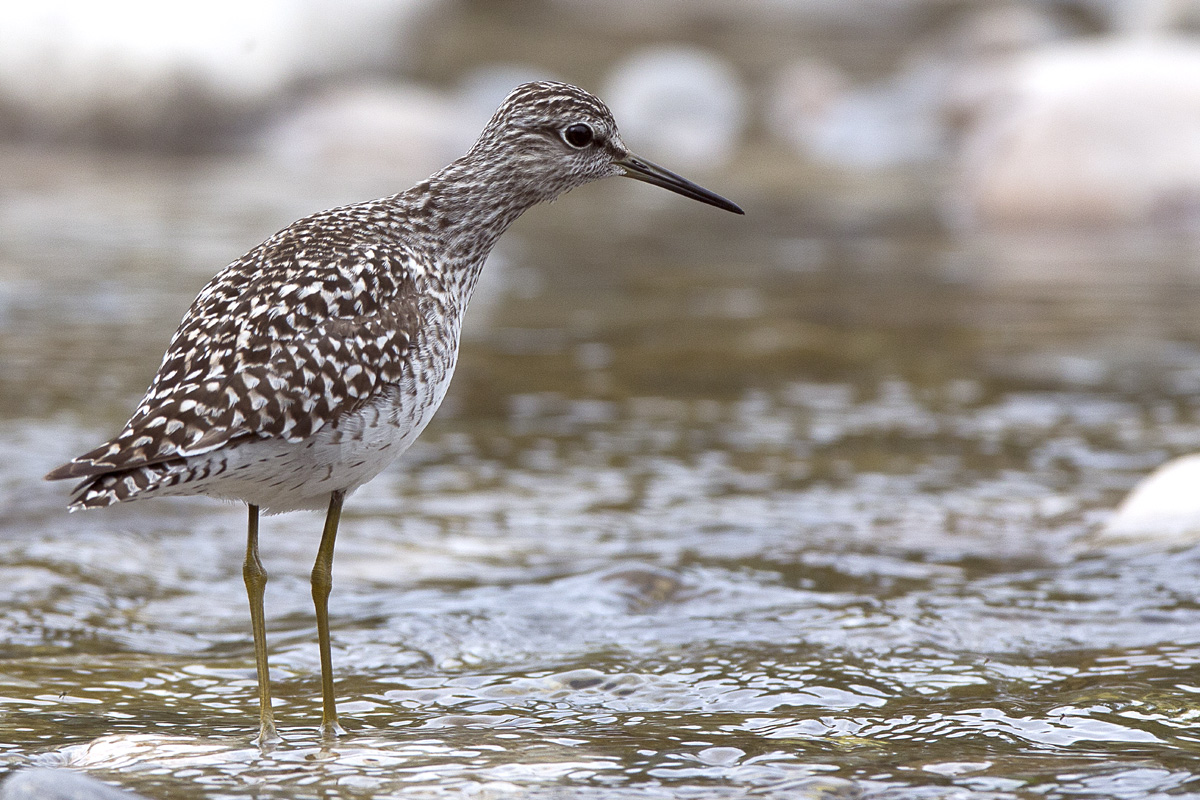 Piro Piro Boschereccio