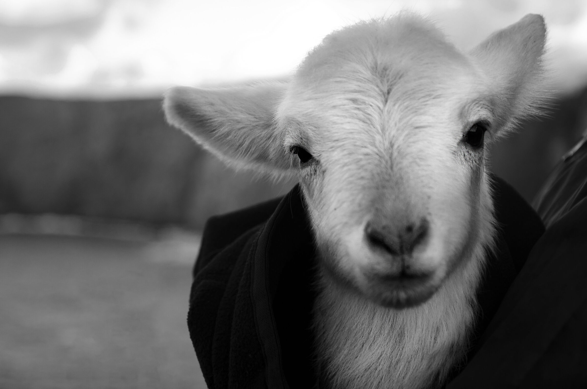 Cotton-fiocco di neve