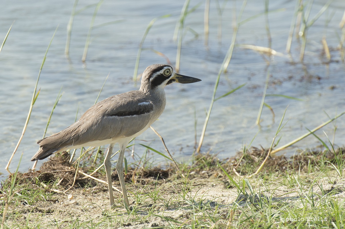 great thick-knee