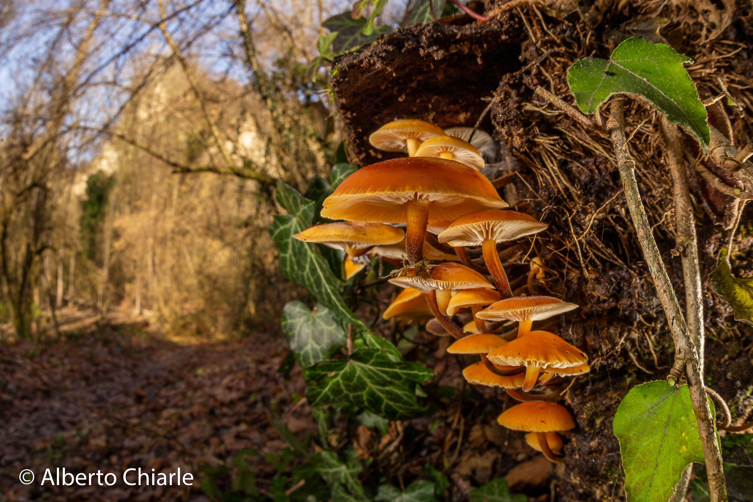 Flammulina velutipes