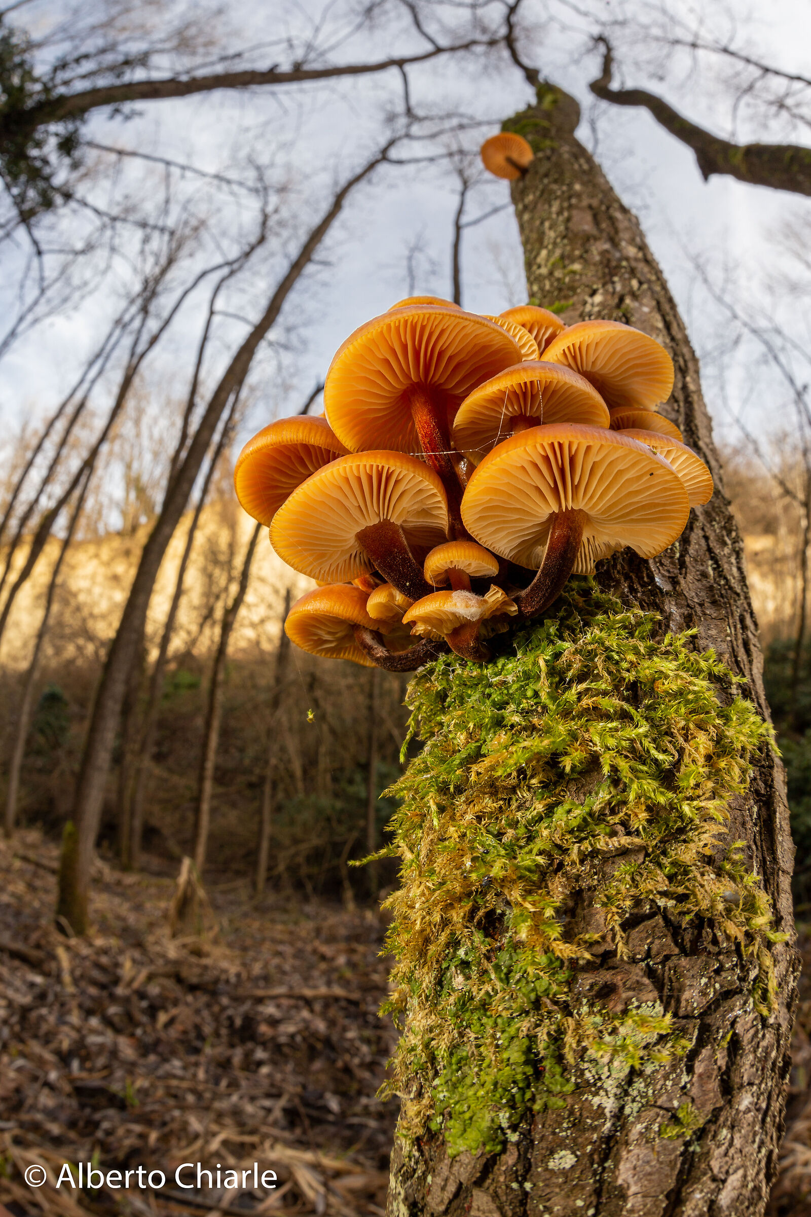 Flammulina velutipes