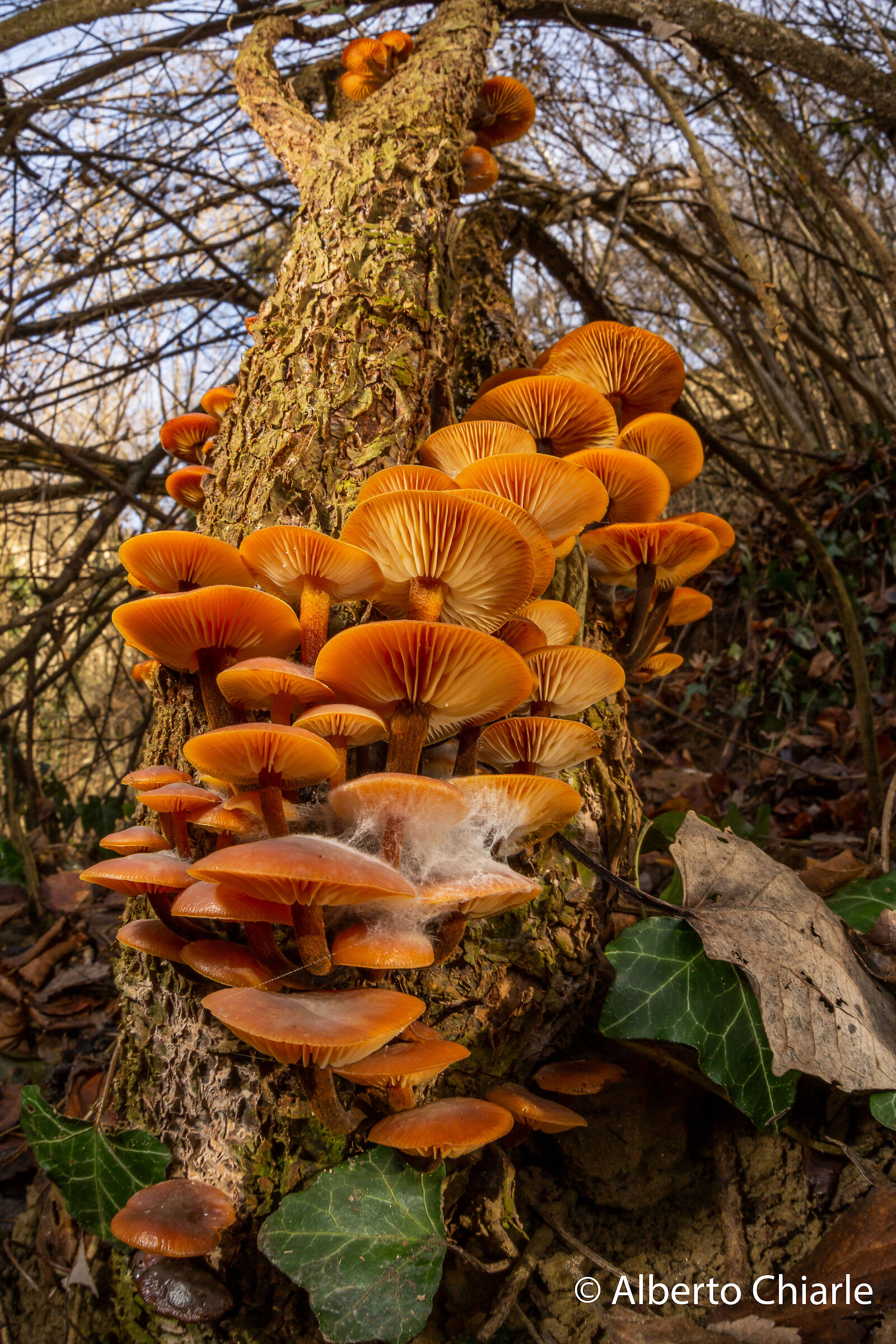 Flammulina velutipes