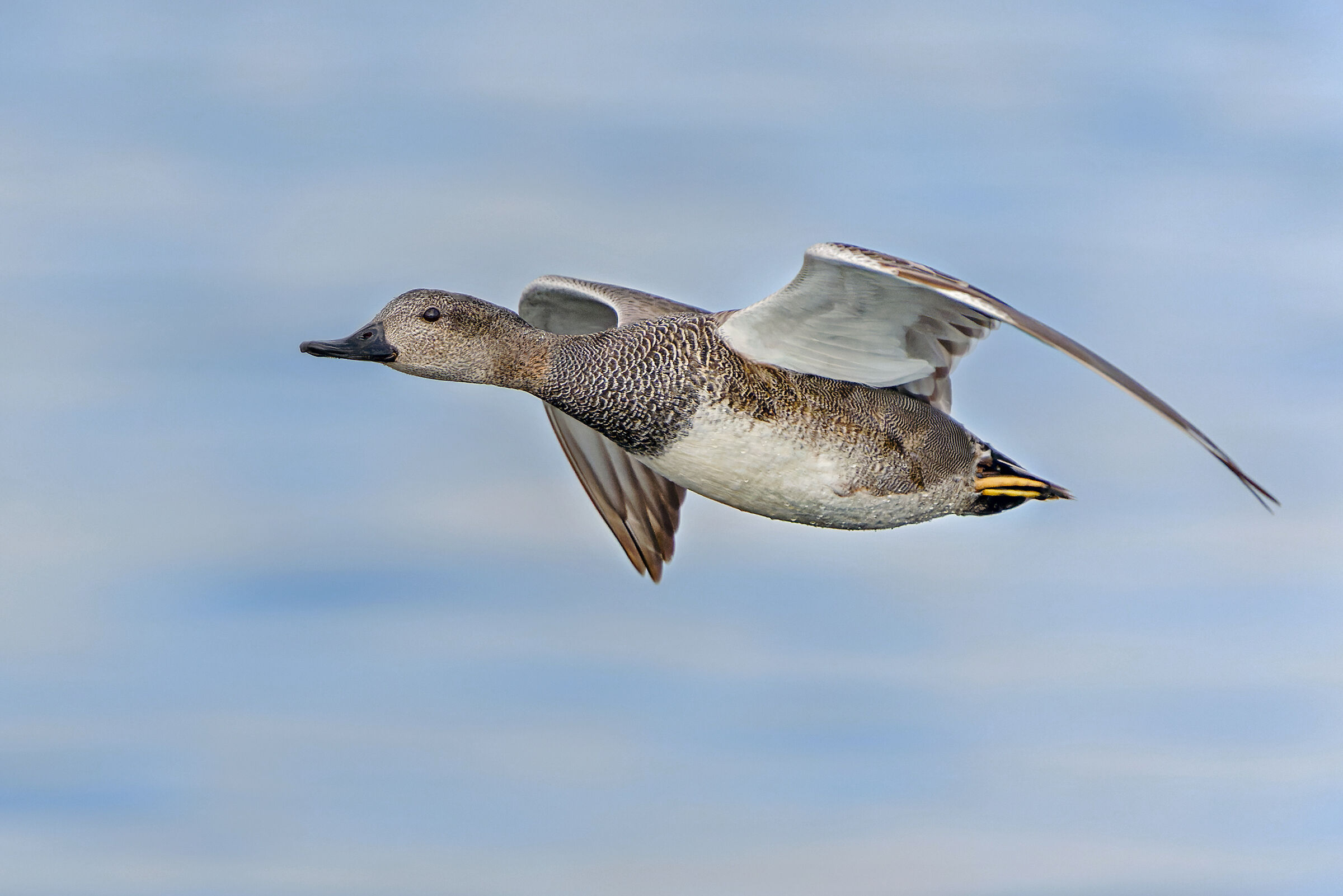 Gadwall