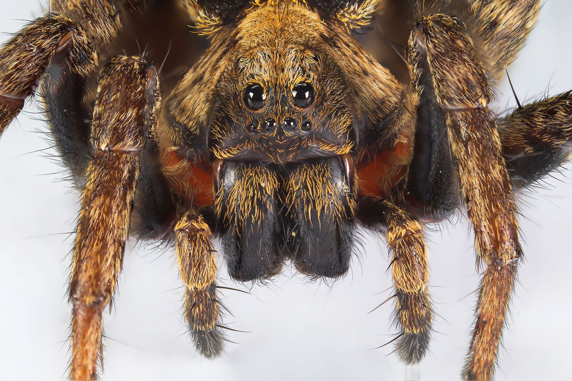 Alopecosa albofasciata