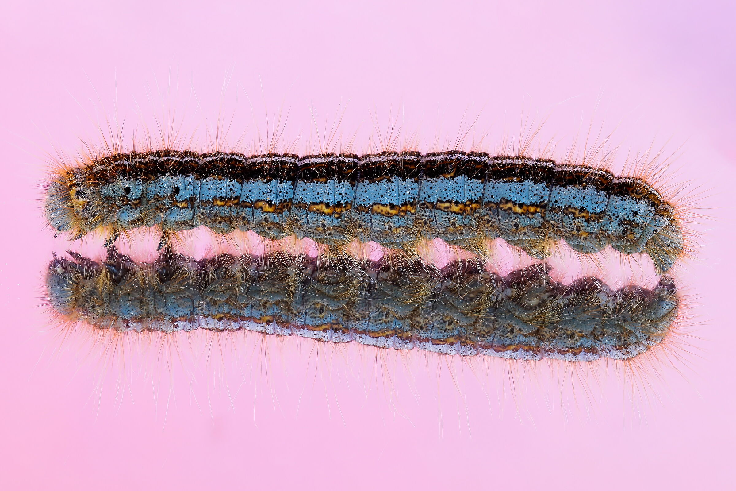 Caterpillar of Malacosoma sp.