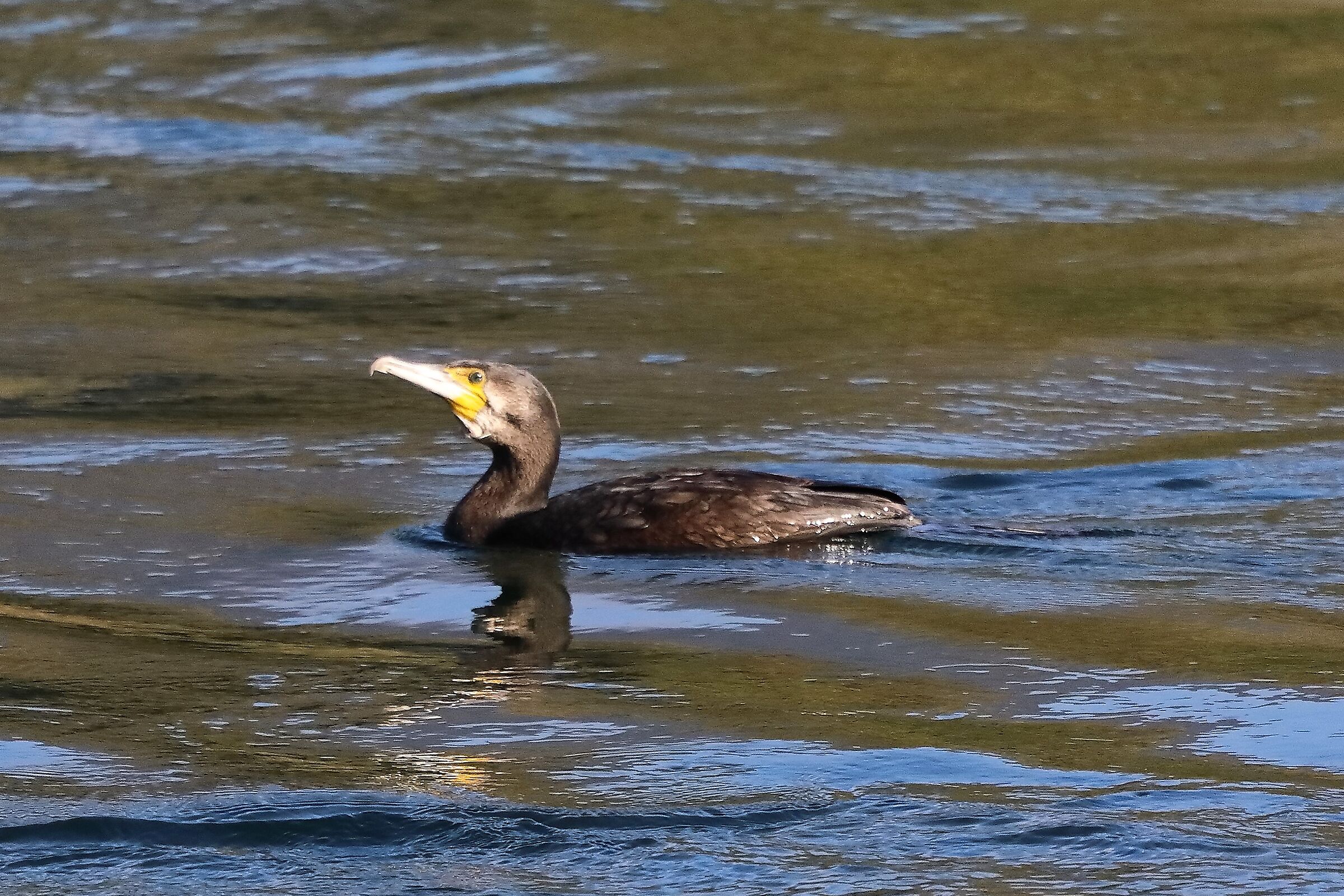 Cormorano 10-11-2022