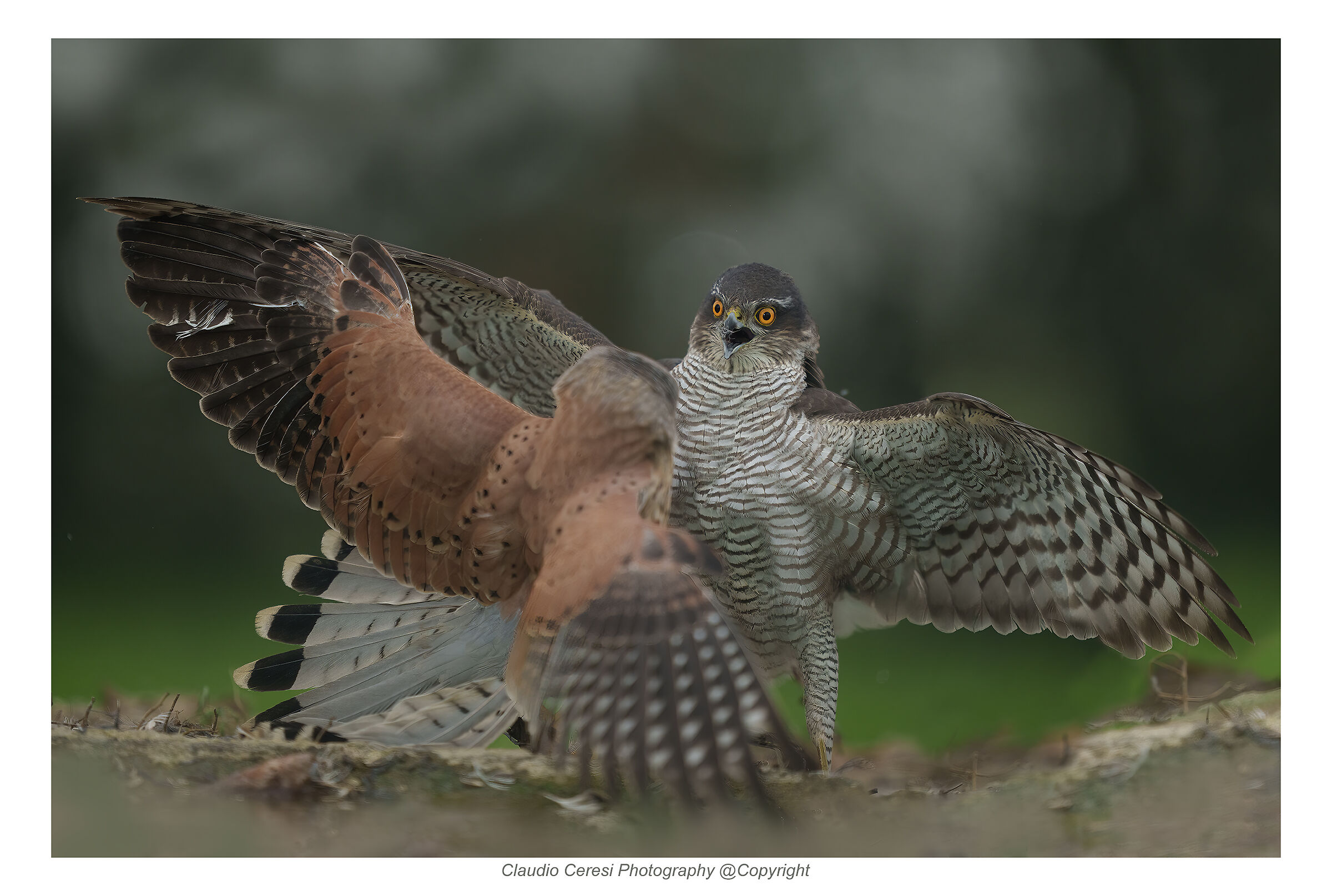 gheppio vs sparviere