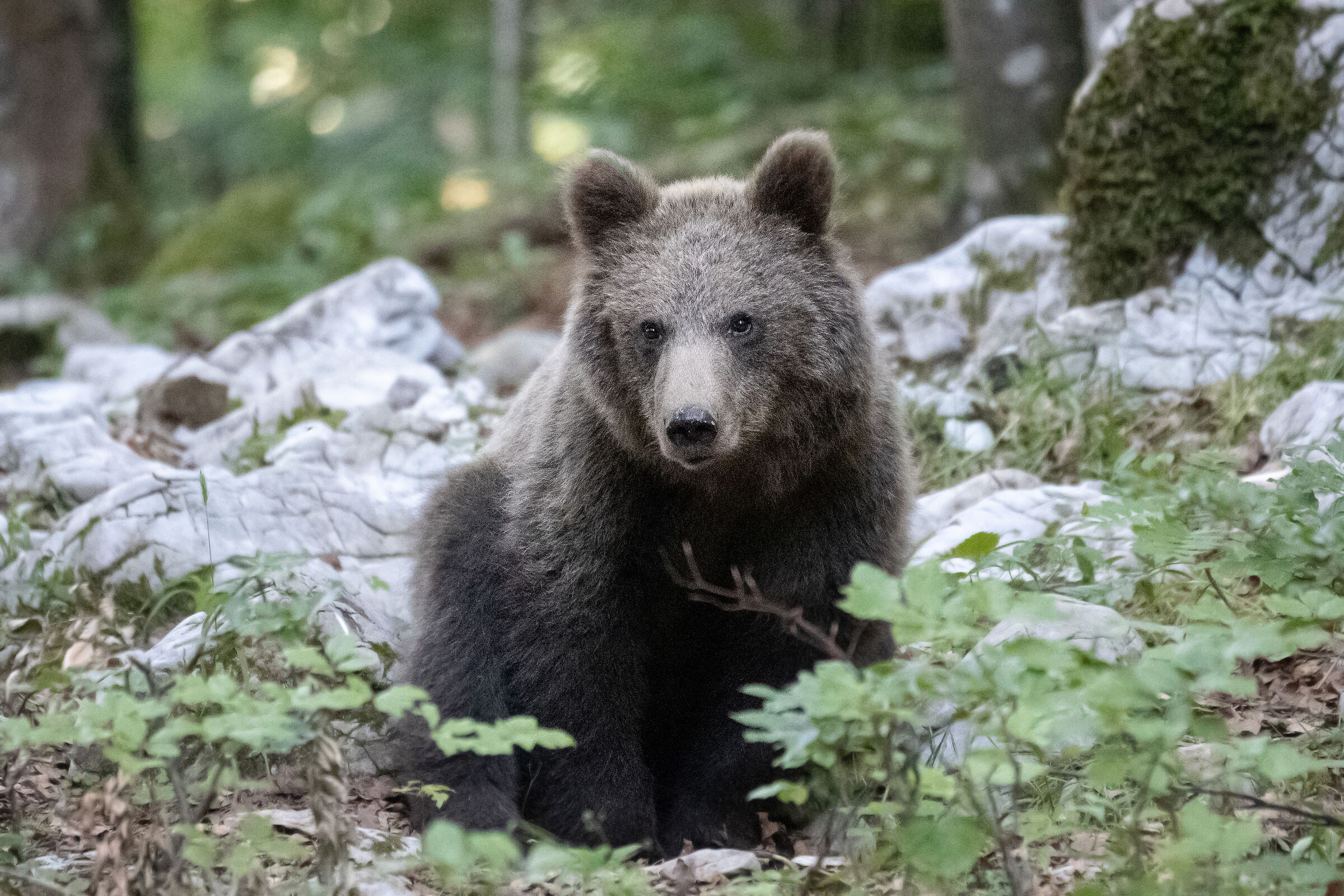 Young bear