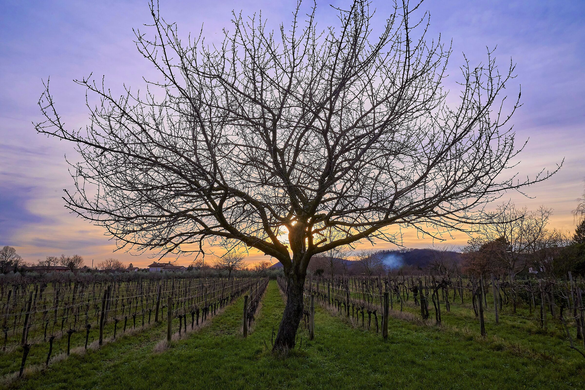Gorizia Tramonto con albero zona Scogli