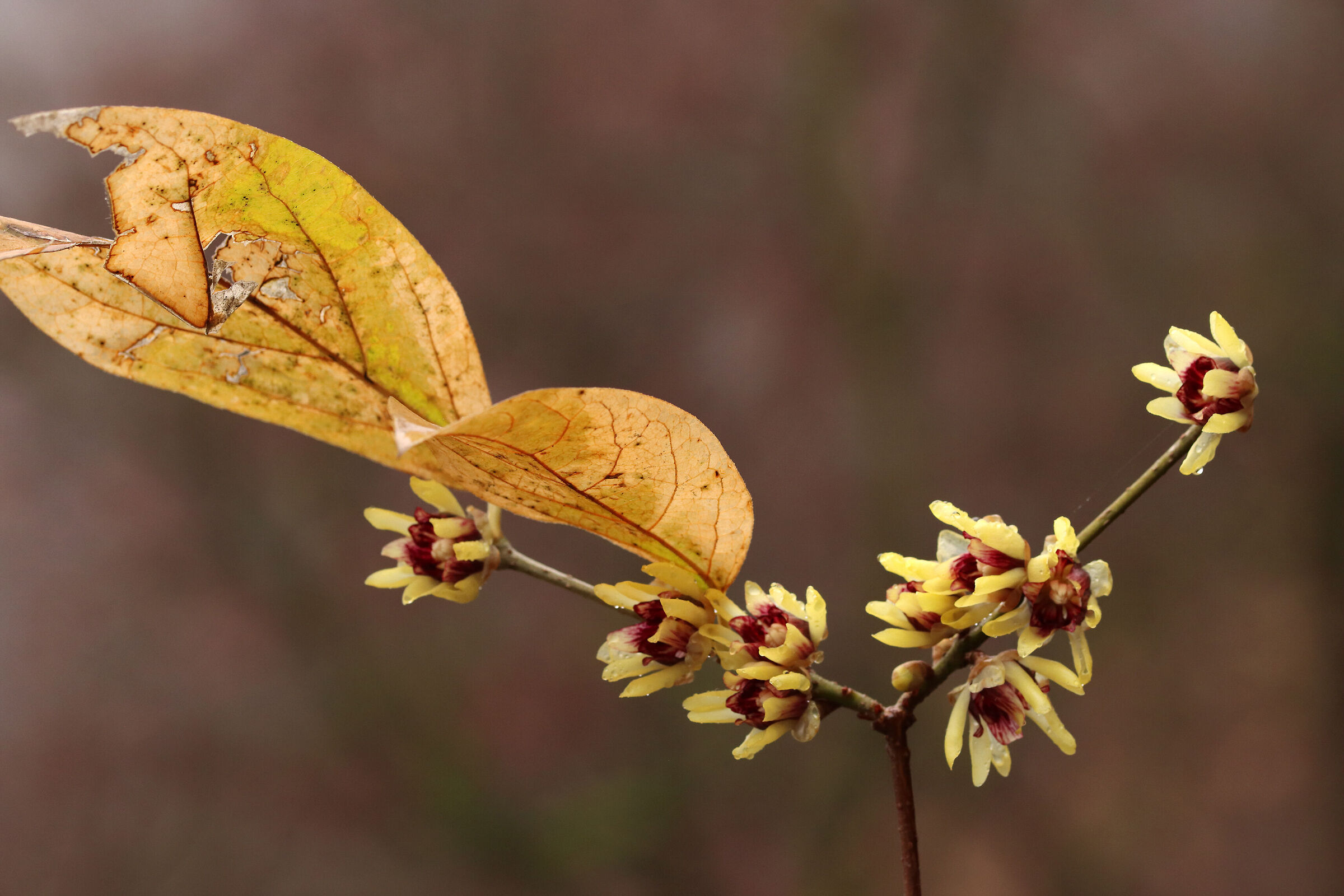 The scent of Calicanto