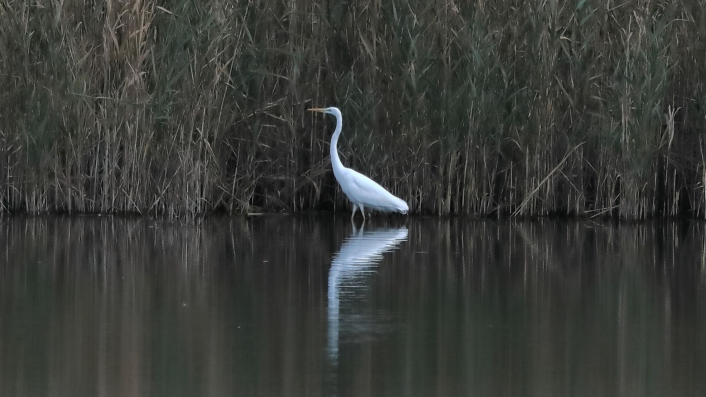 Airone bm 11-11-2022