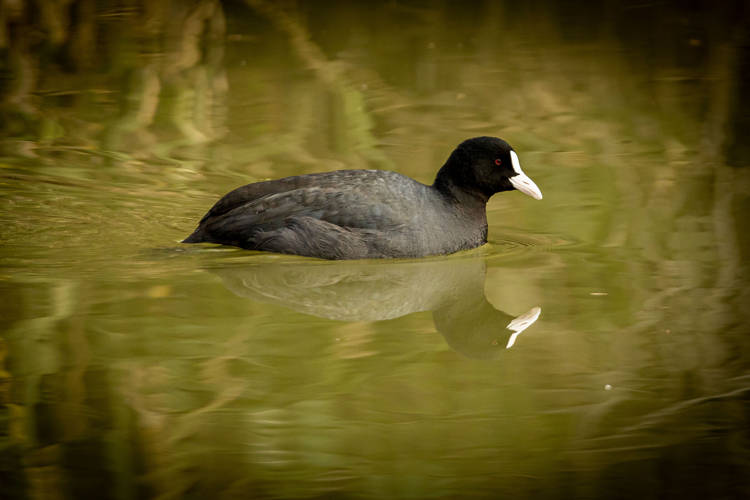 Coot