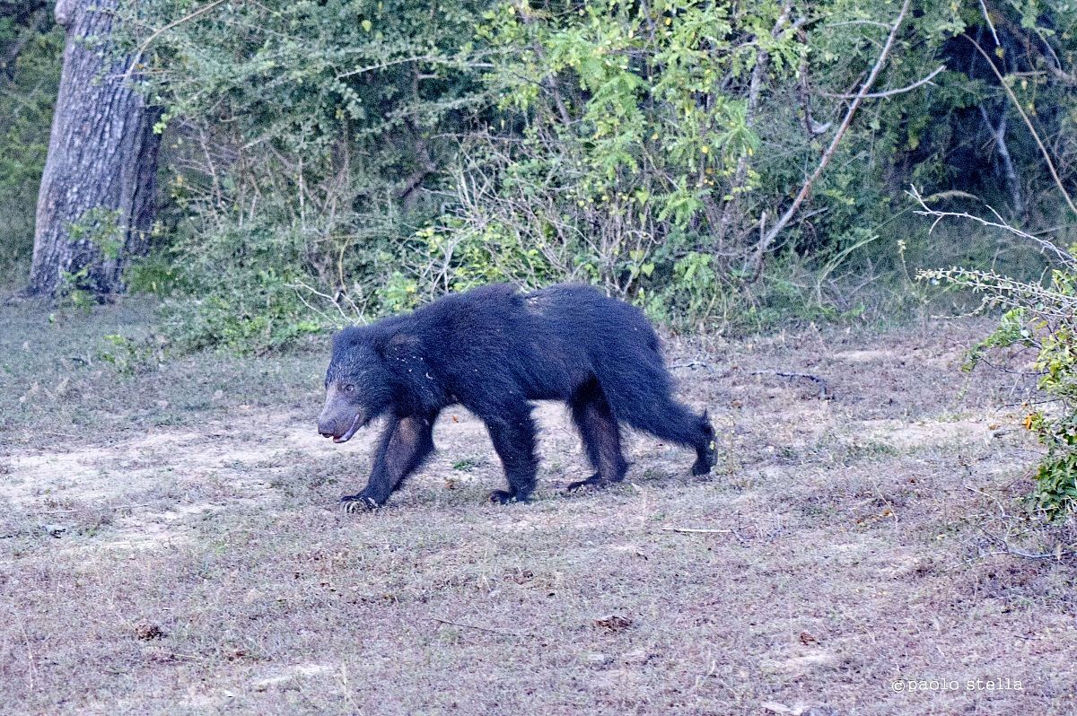 sloth bear