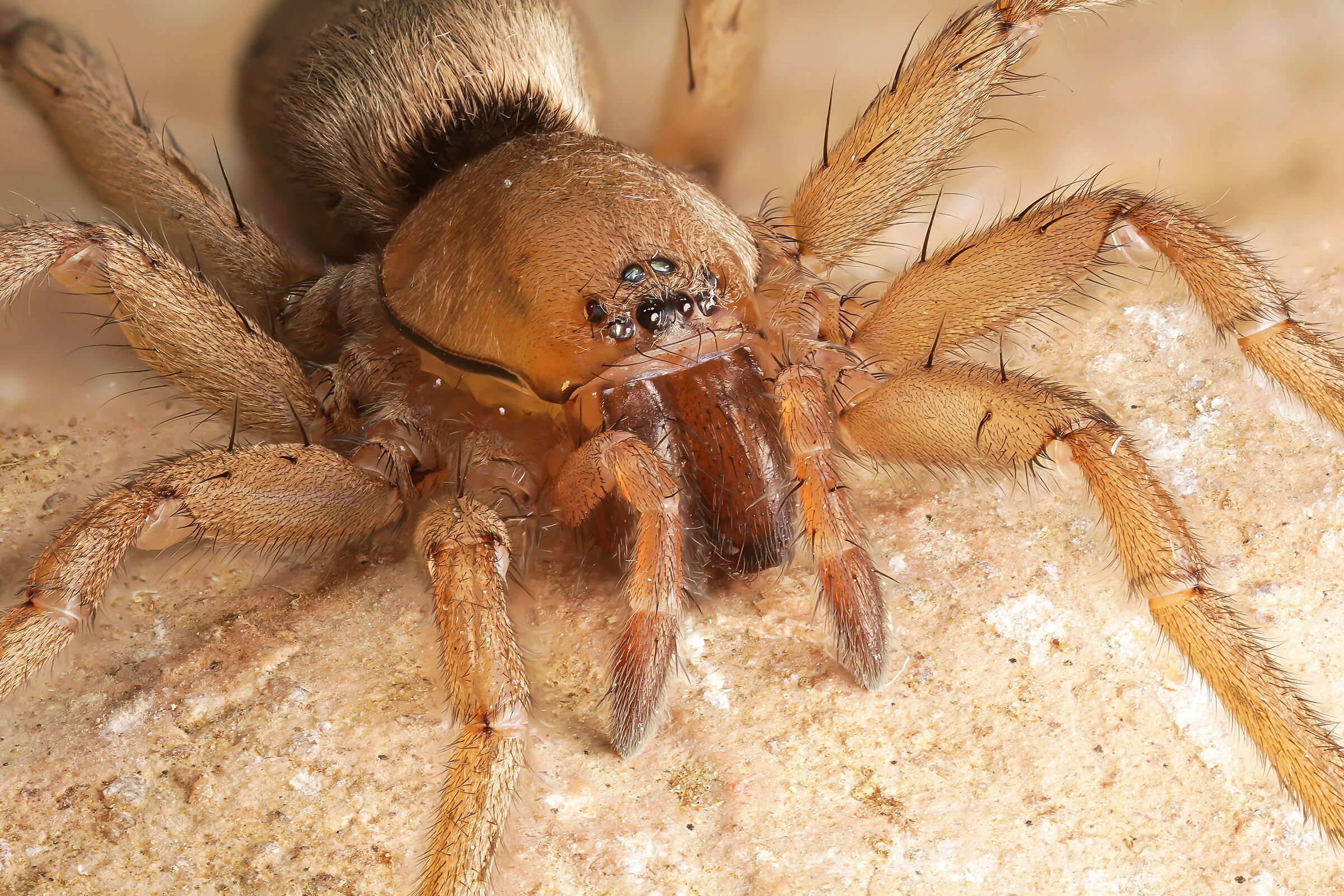 Gnaphosidae sp.