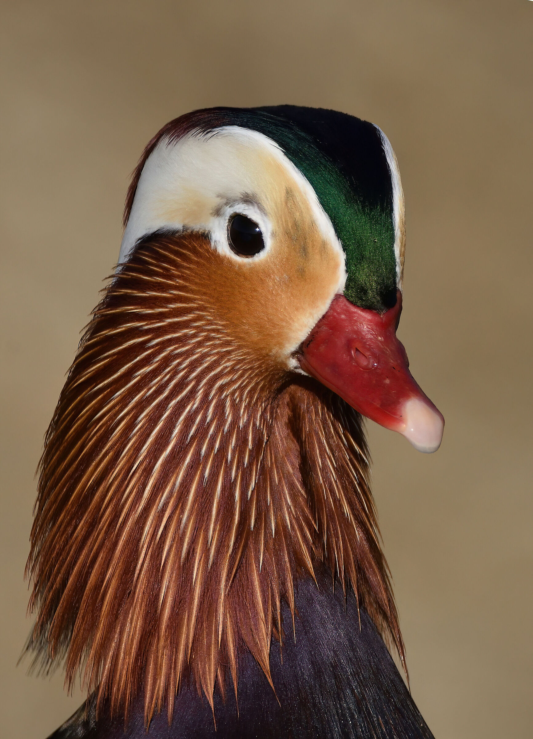 Mandarin duck