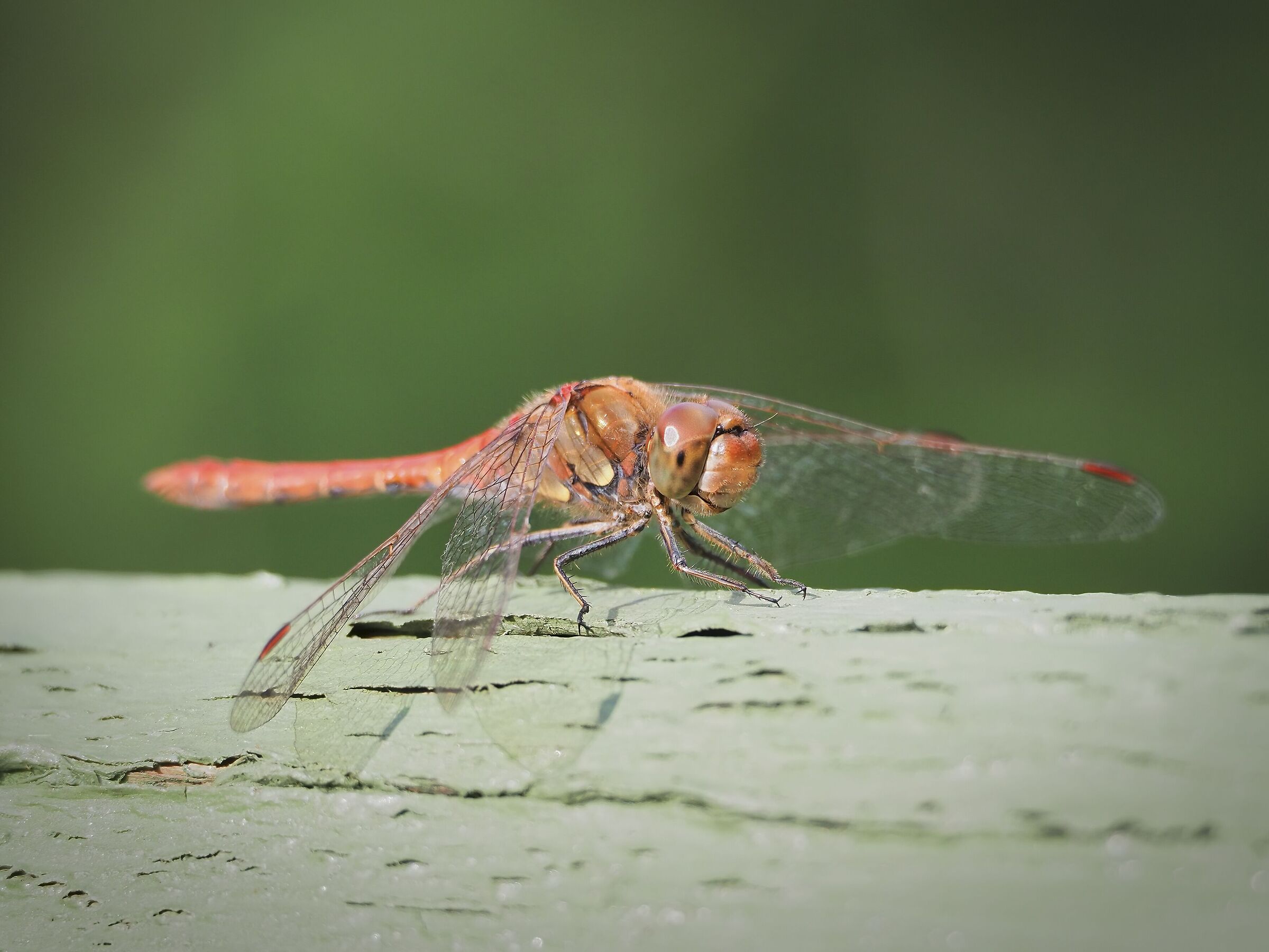 Sympetrum