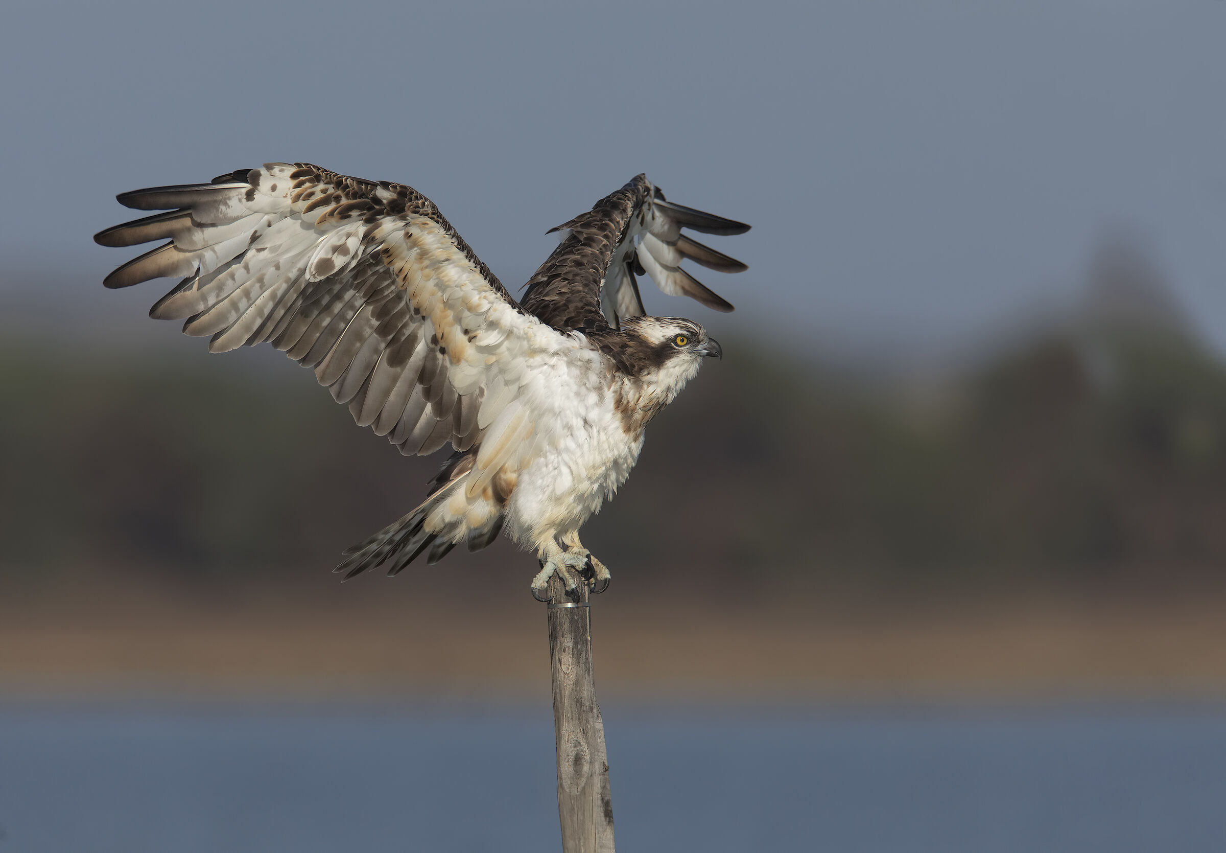 osprey..............