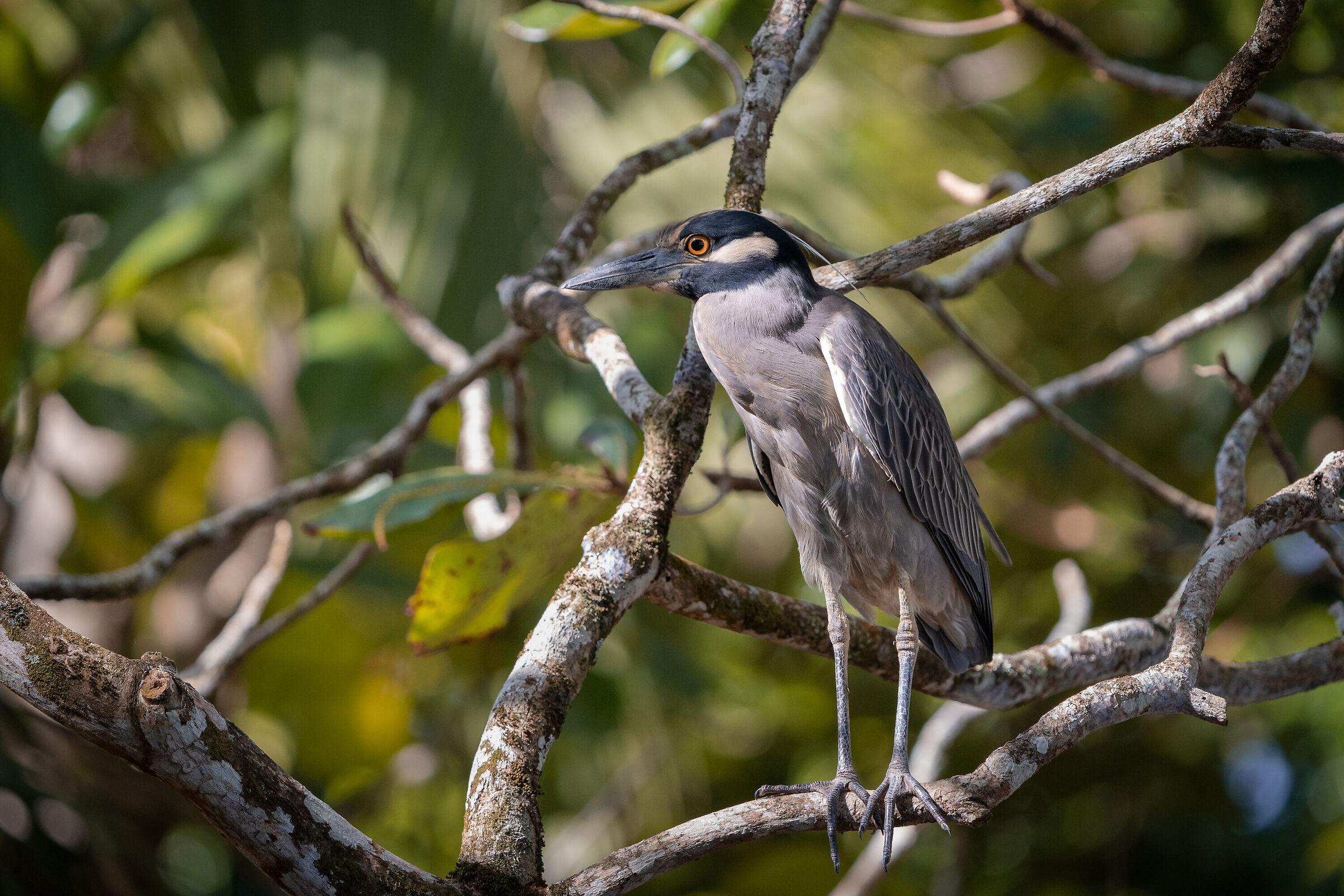 Yellow-crowned night heron (Nyctanassa violacea)