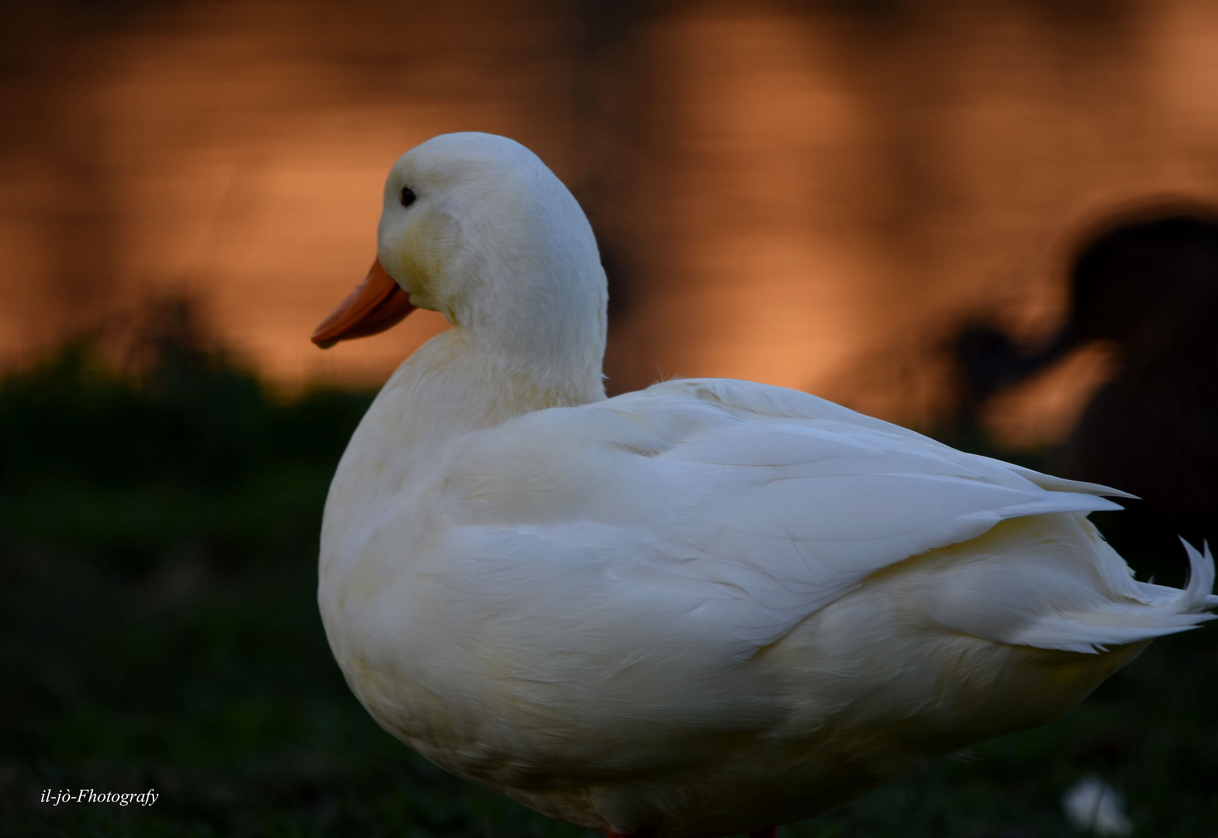 Untitled Photo