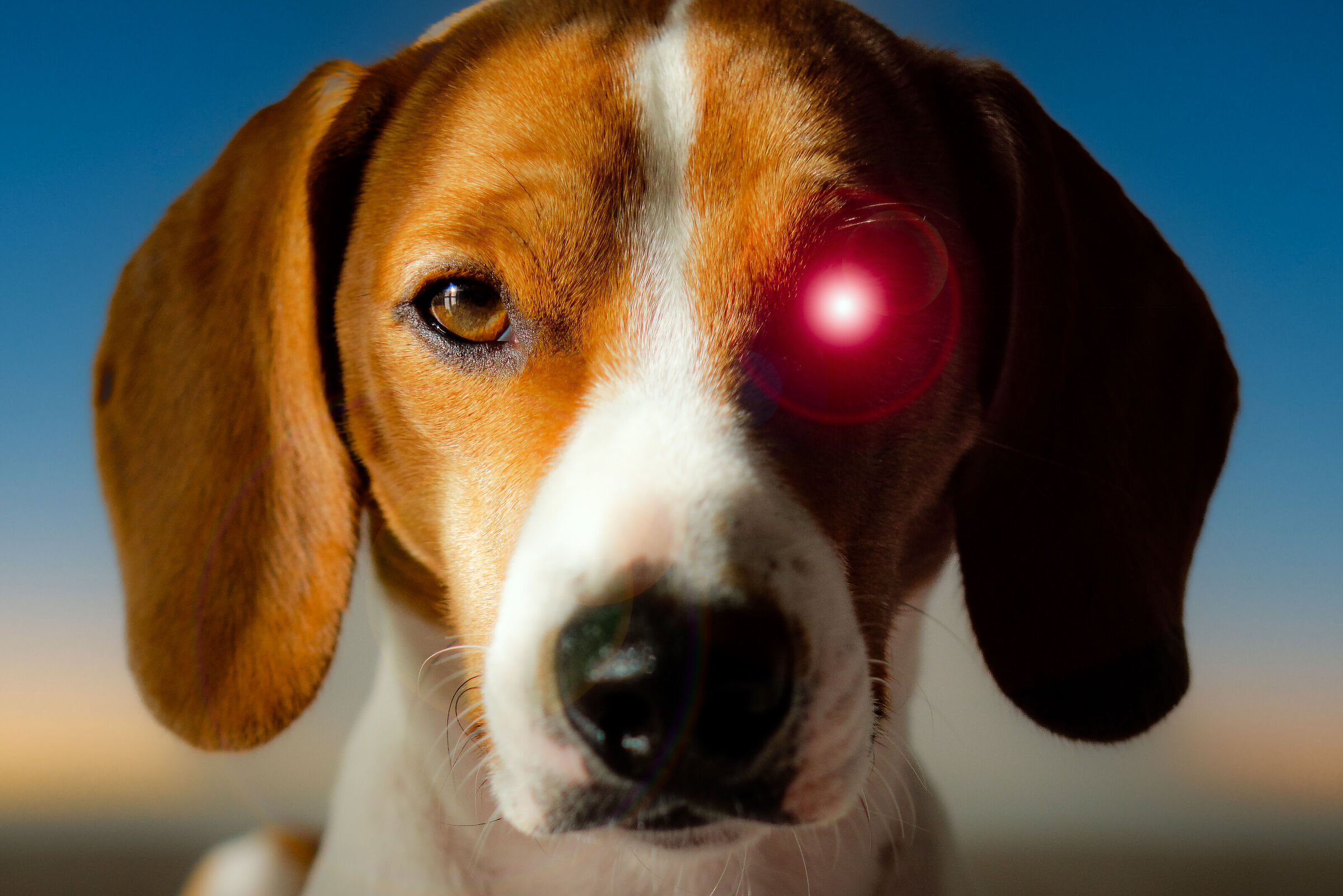 Lillo the Cyborg dog