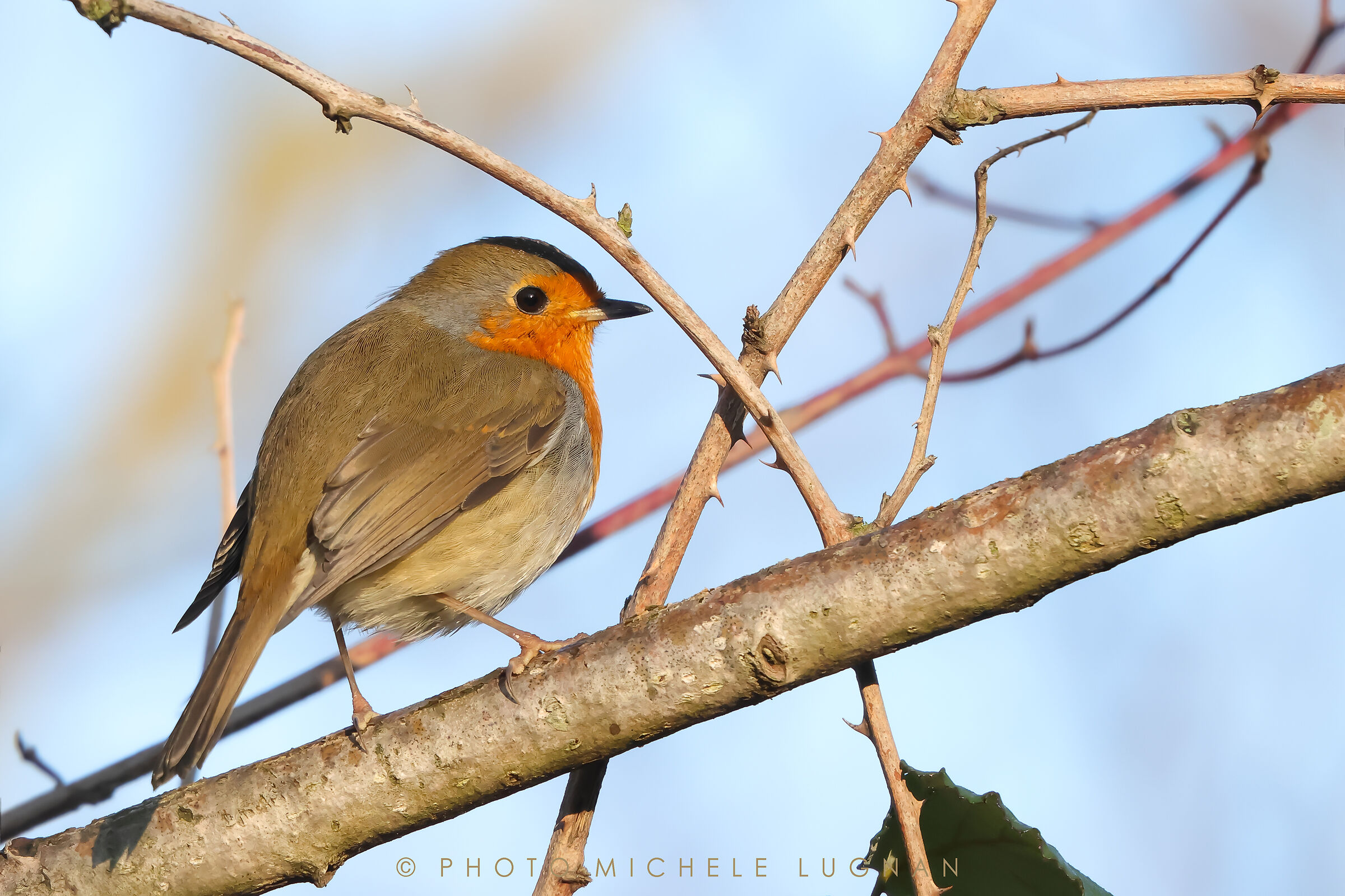 Erithacus rubecula (robin)