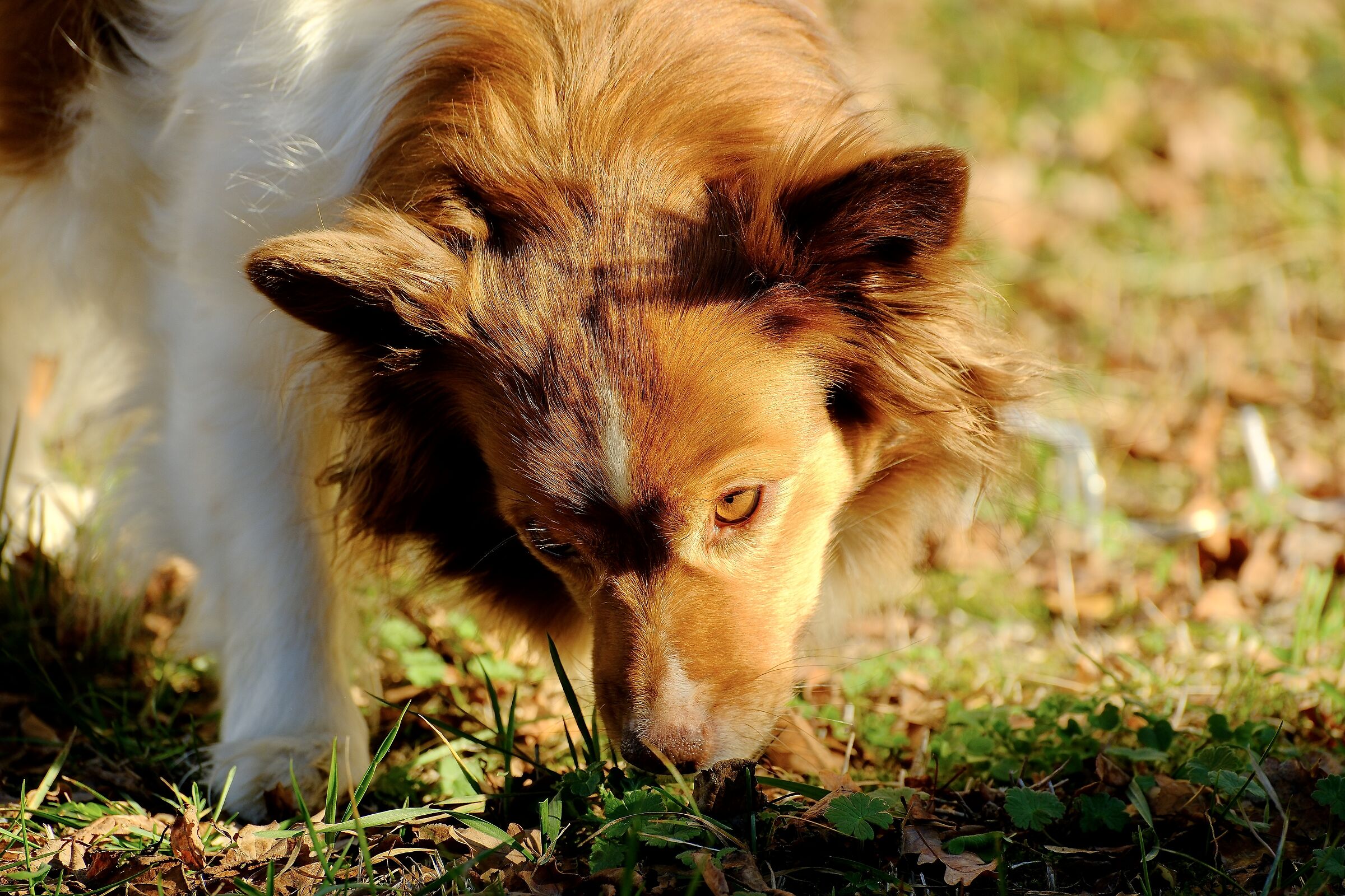 La mia cagnolina in esplorazione…