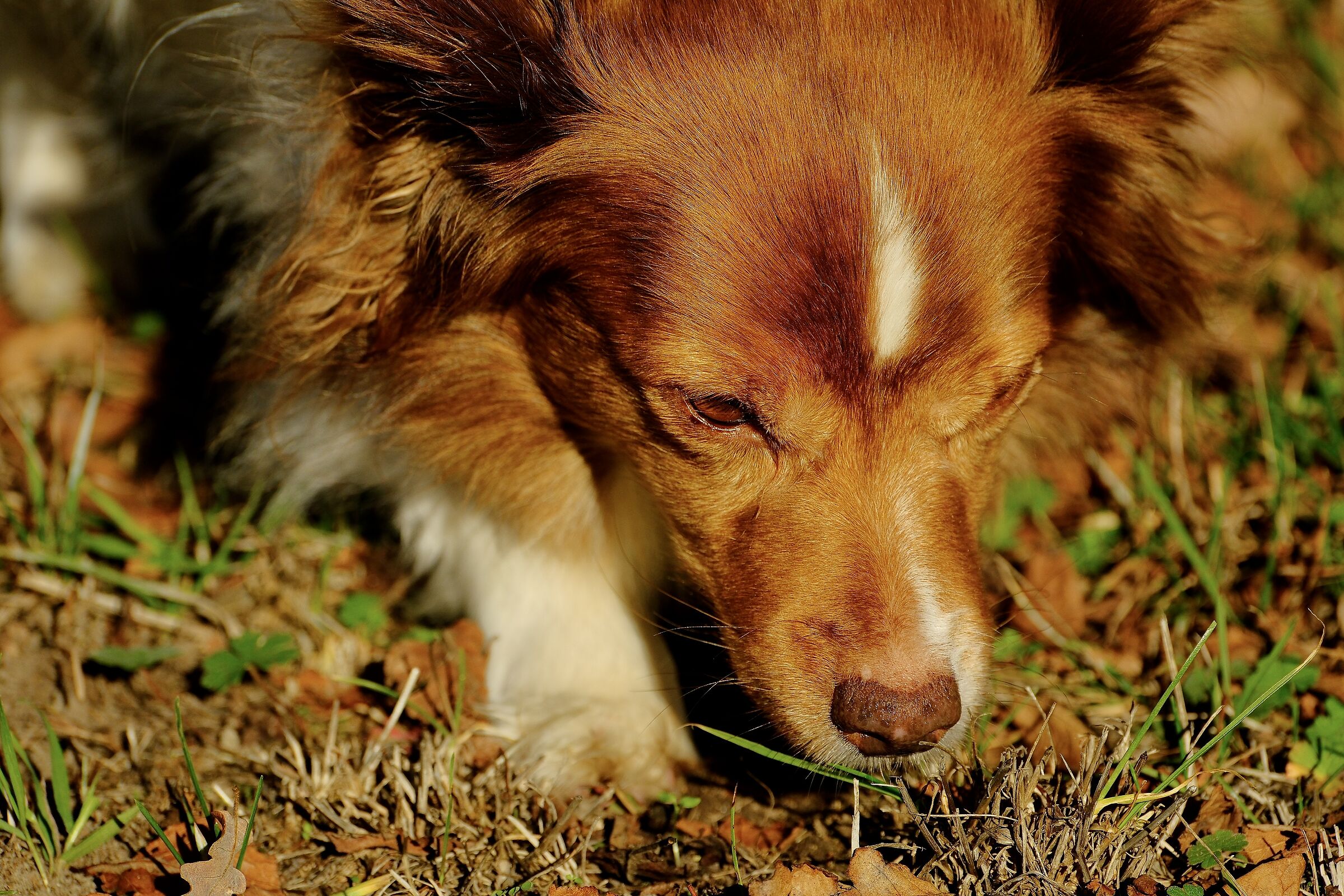 Primo piano canino…