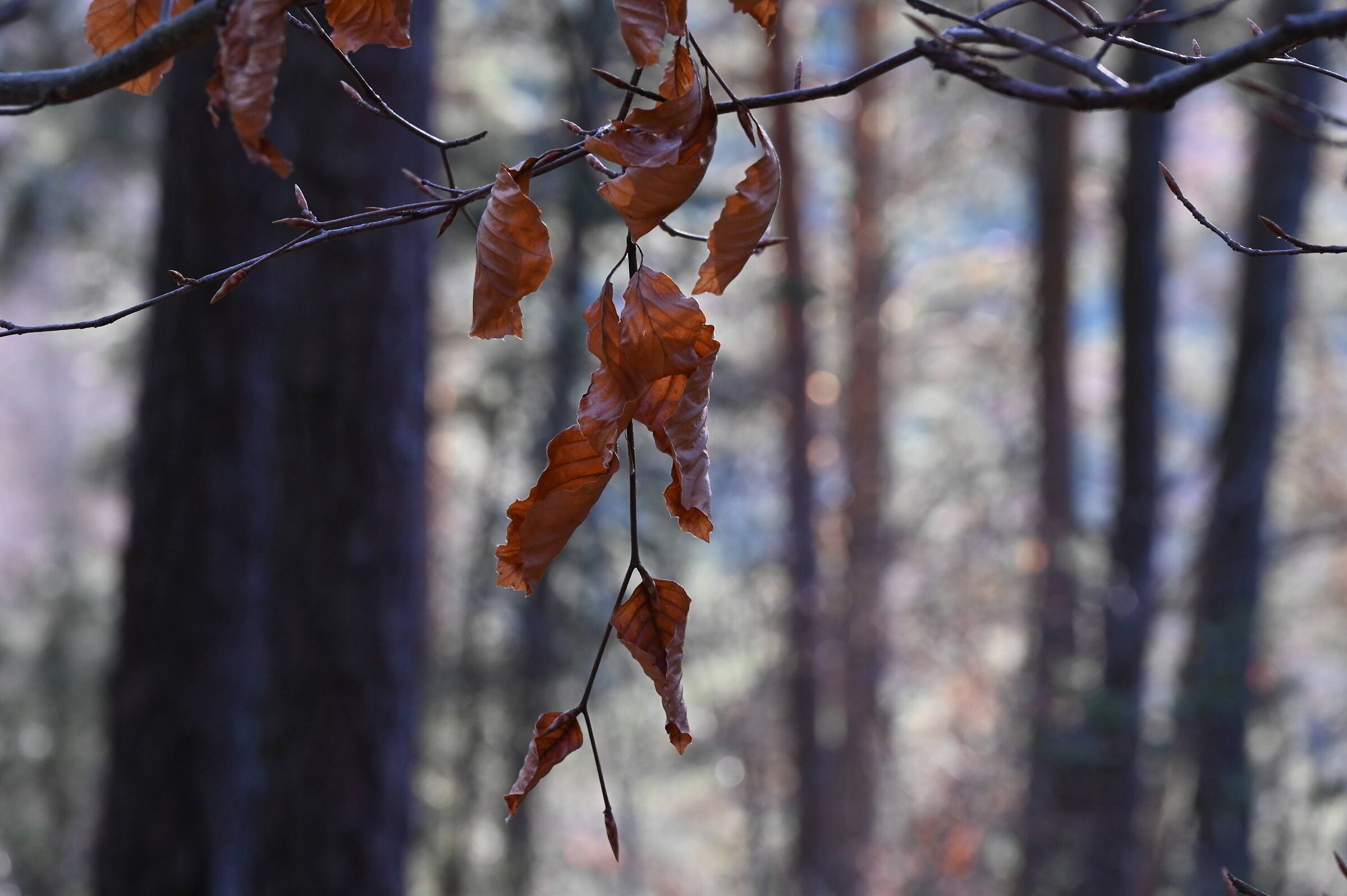 in attesa dell'inverno