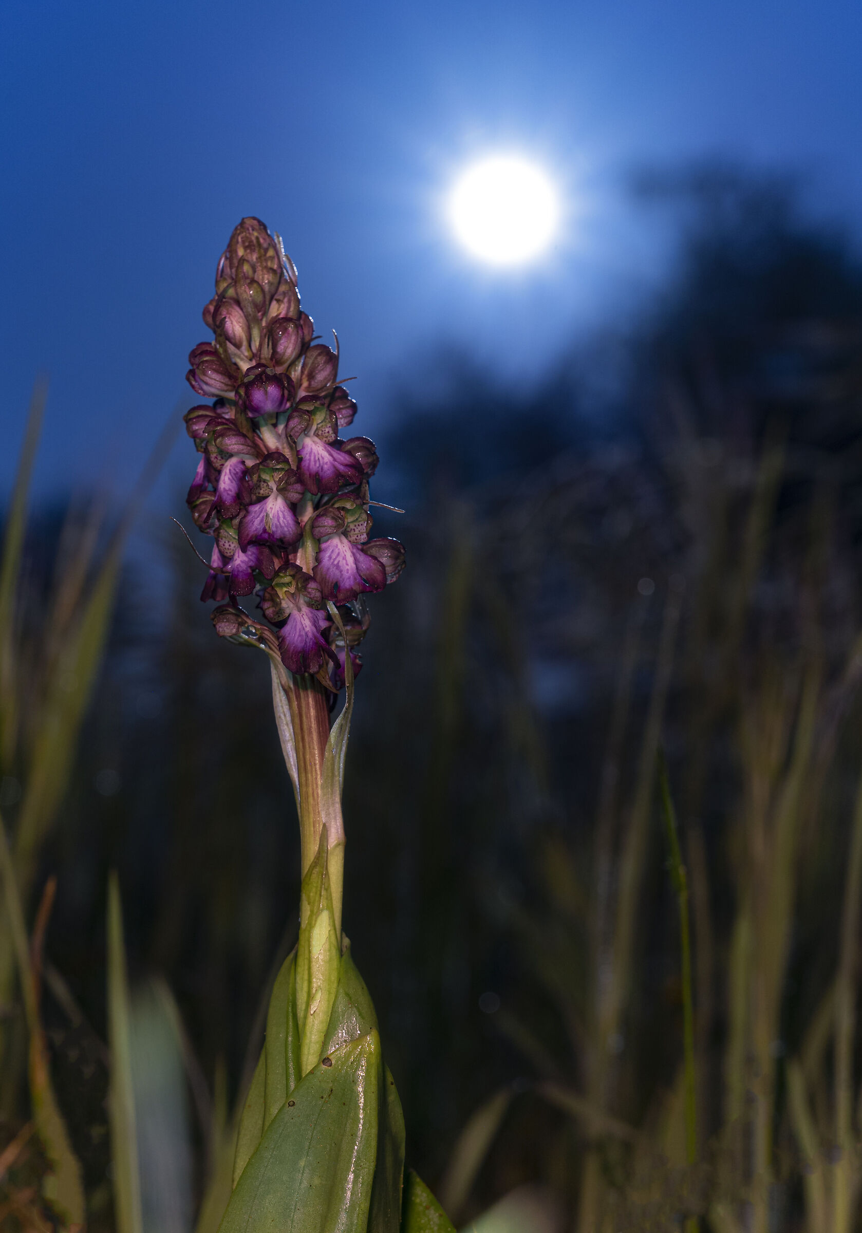 Barlia robertiana illuminata dalla luna