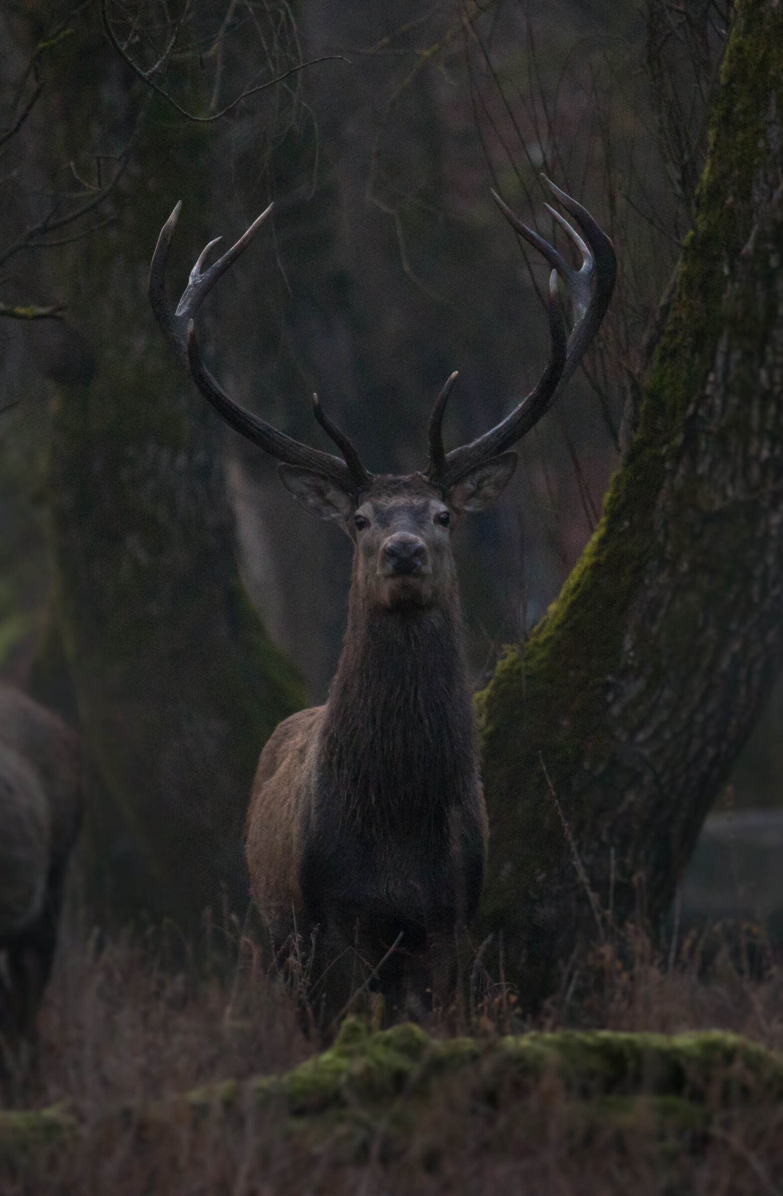 The pride of the noble deer