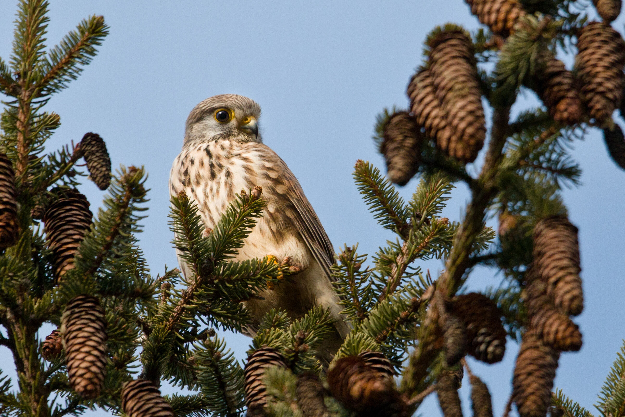 Kestrel