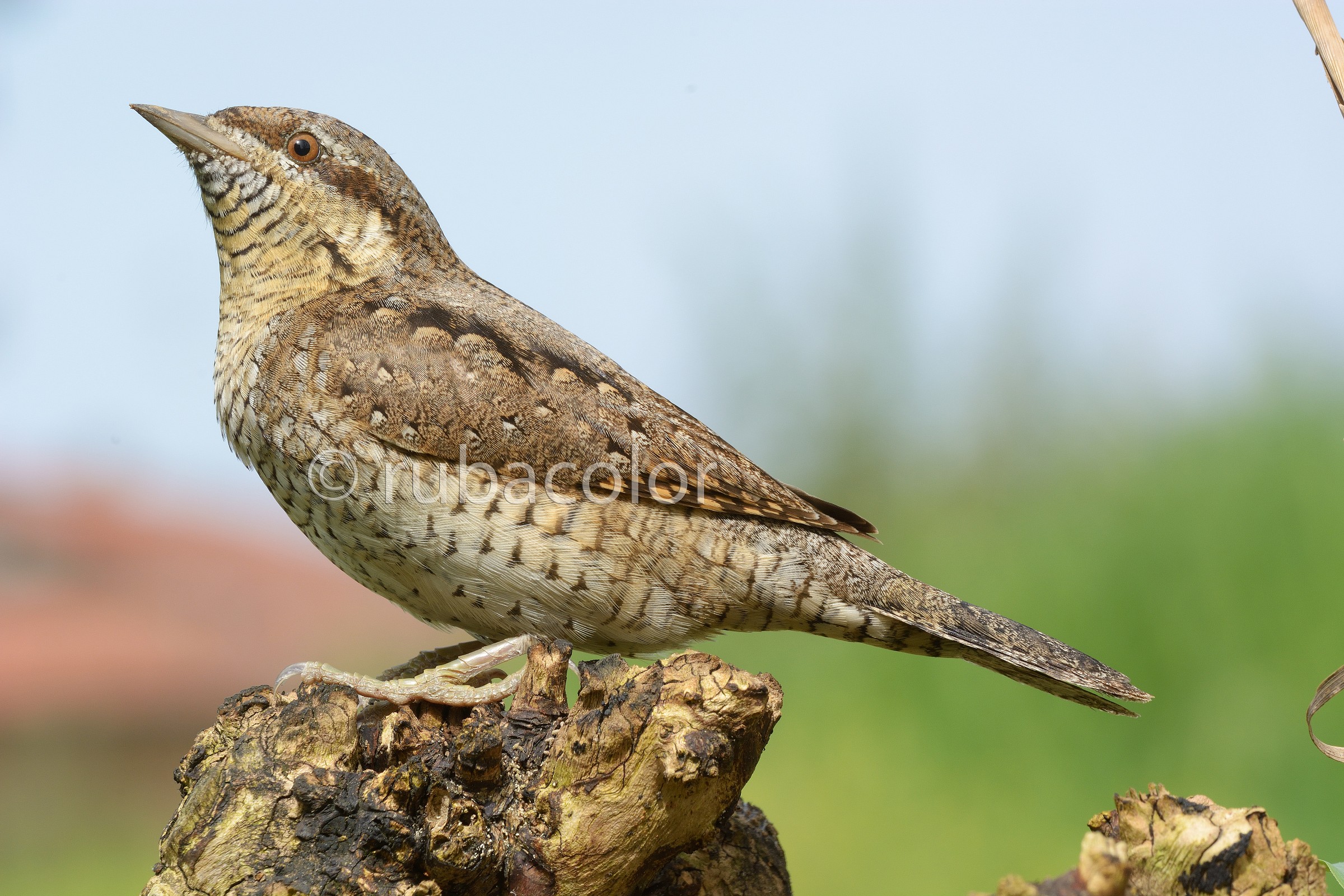 A stiff neck posing for the 7100