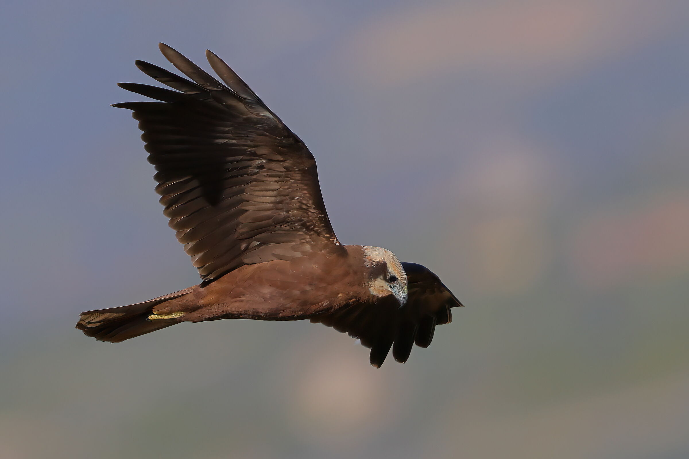 Marsh harrier