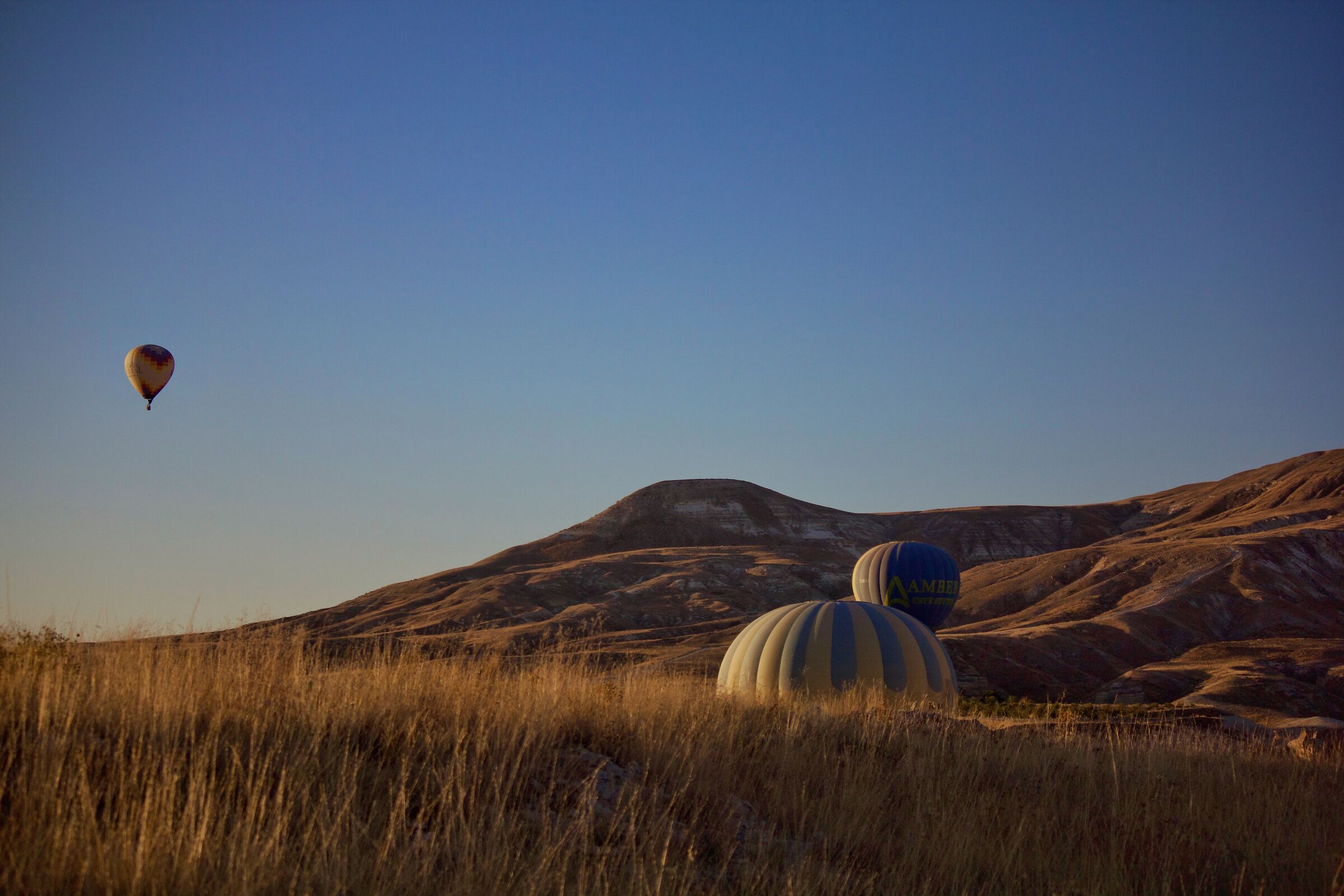 They emerge from the grass