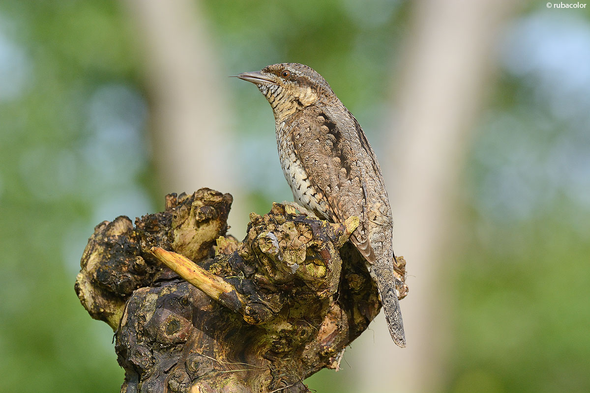 Stiff neck of a snake tongue